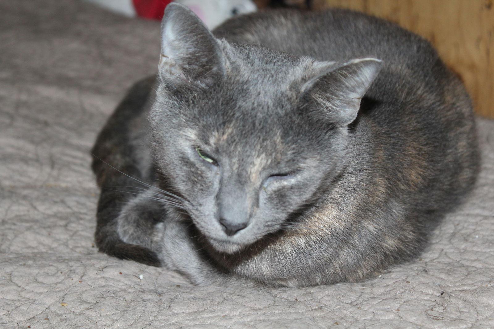 Hollar Back Girl, Adoptable, Adult Female Tortoiseshell & Dilute Tortoiseshell.