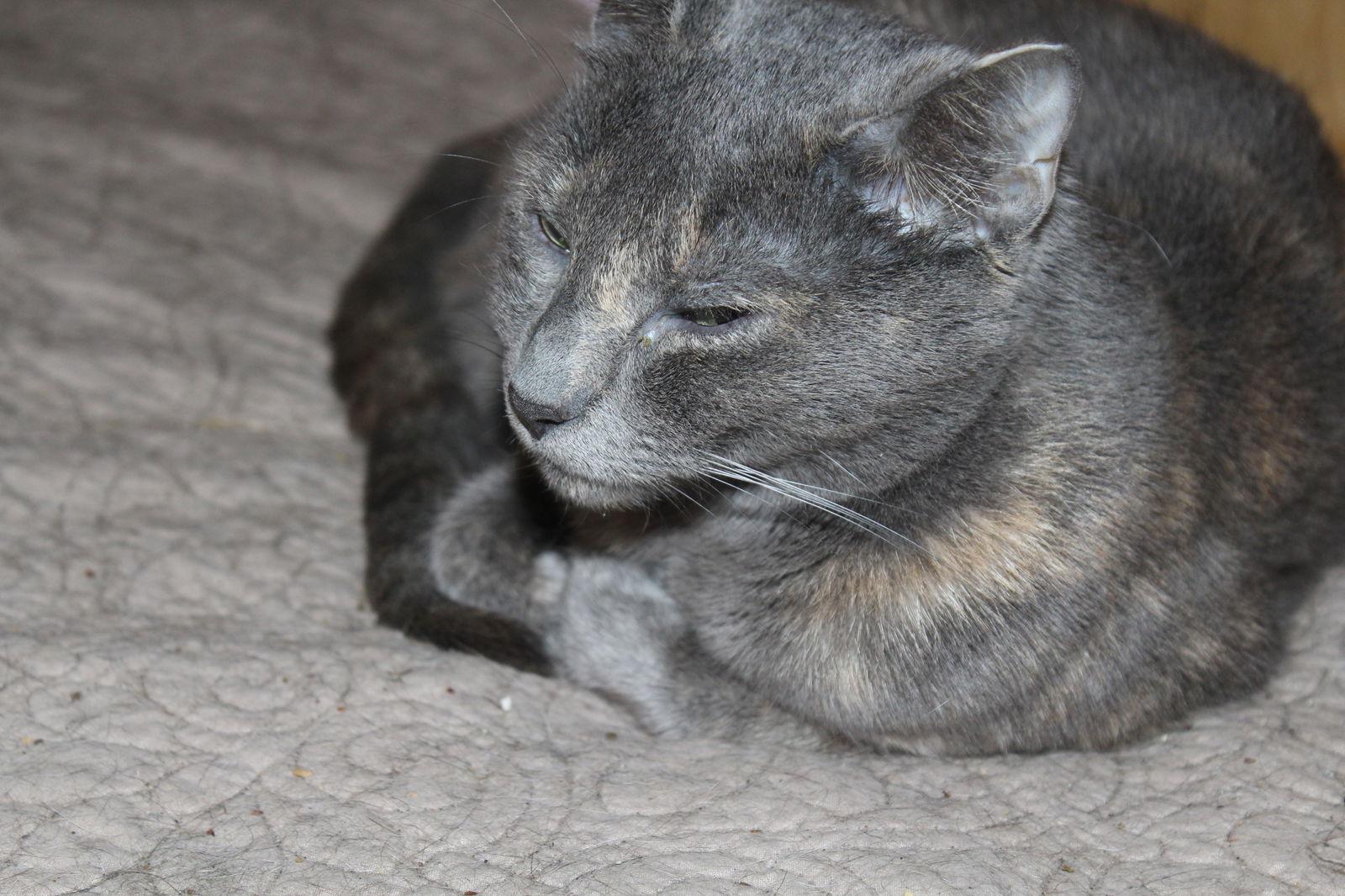 Enlarge Hollar Back Girl, a Adoptable mixed breed in Cypress, TX image 2/3