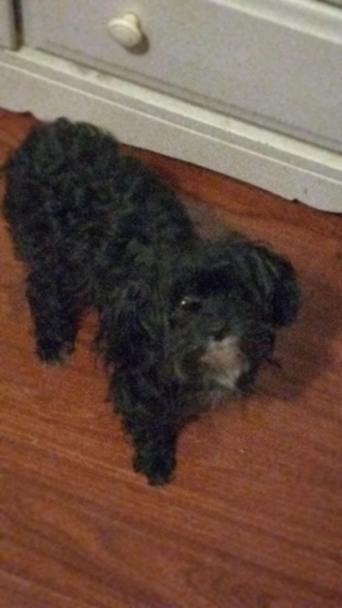 Winnie, Adopted, Adult Female Maltese & Poodle.