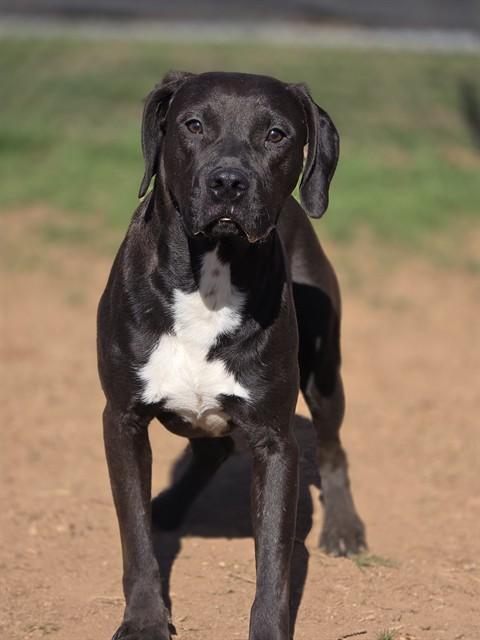 DARRYL DIXON, Adoptable, Young Male Labrador Retriever & Mixed Breed.