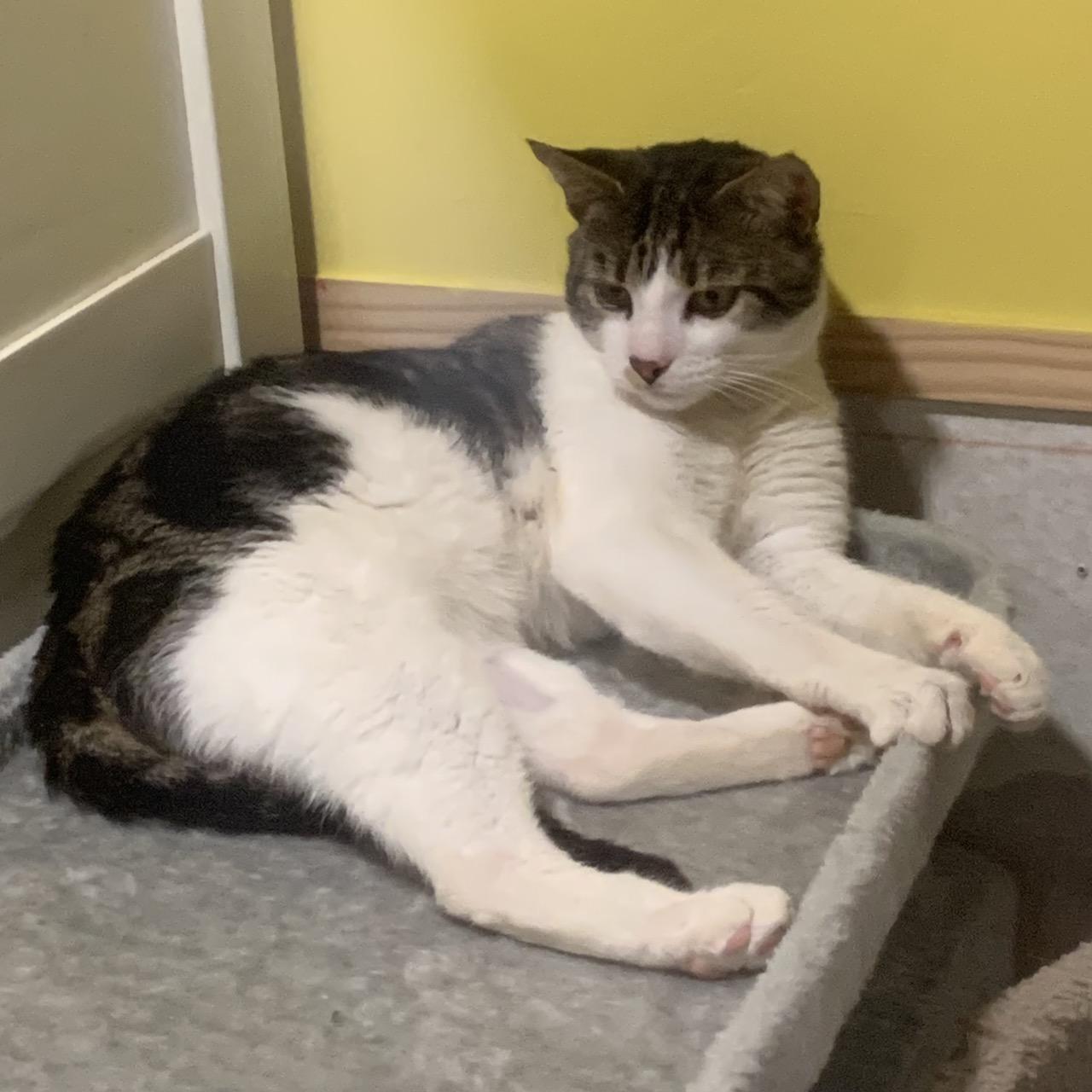 Sugar, a Adoptable mixed breed in Havertown, PA image 3/6