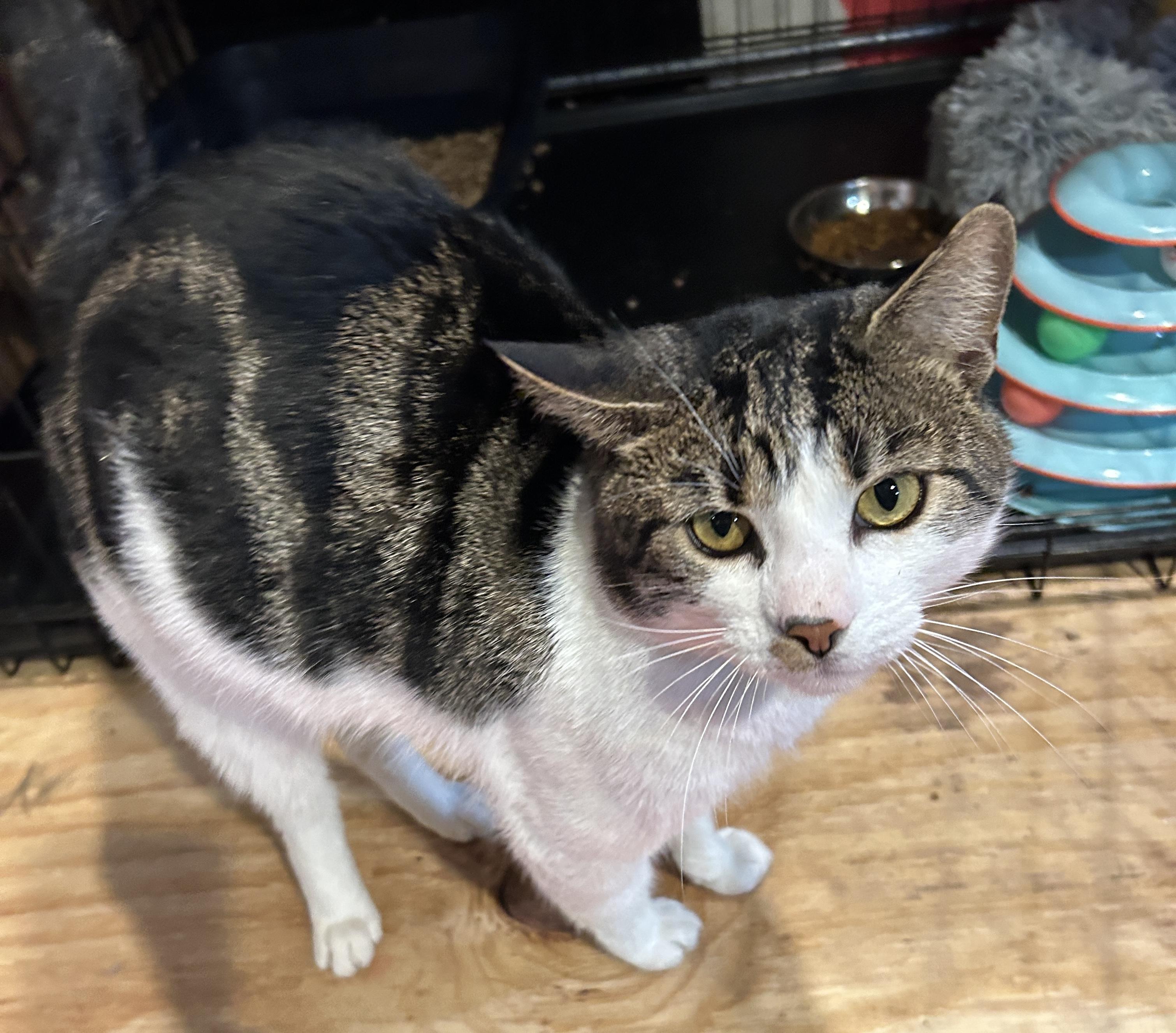 Sugar, a Adoptable mixed breed in Havertown, PA image 5/6