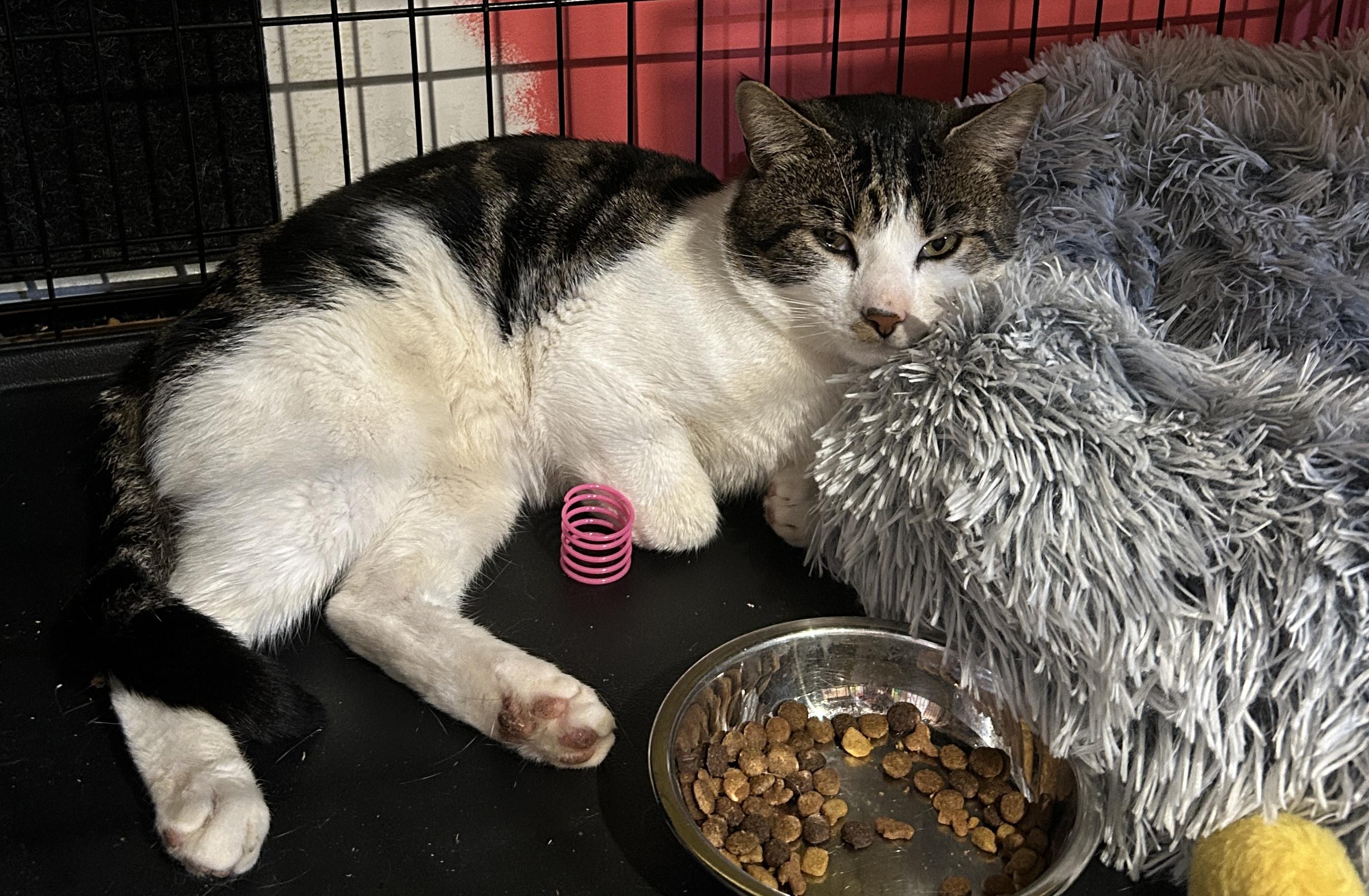 Sugar, a Adoptable mixed breed in Havertown, PA image 6/6