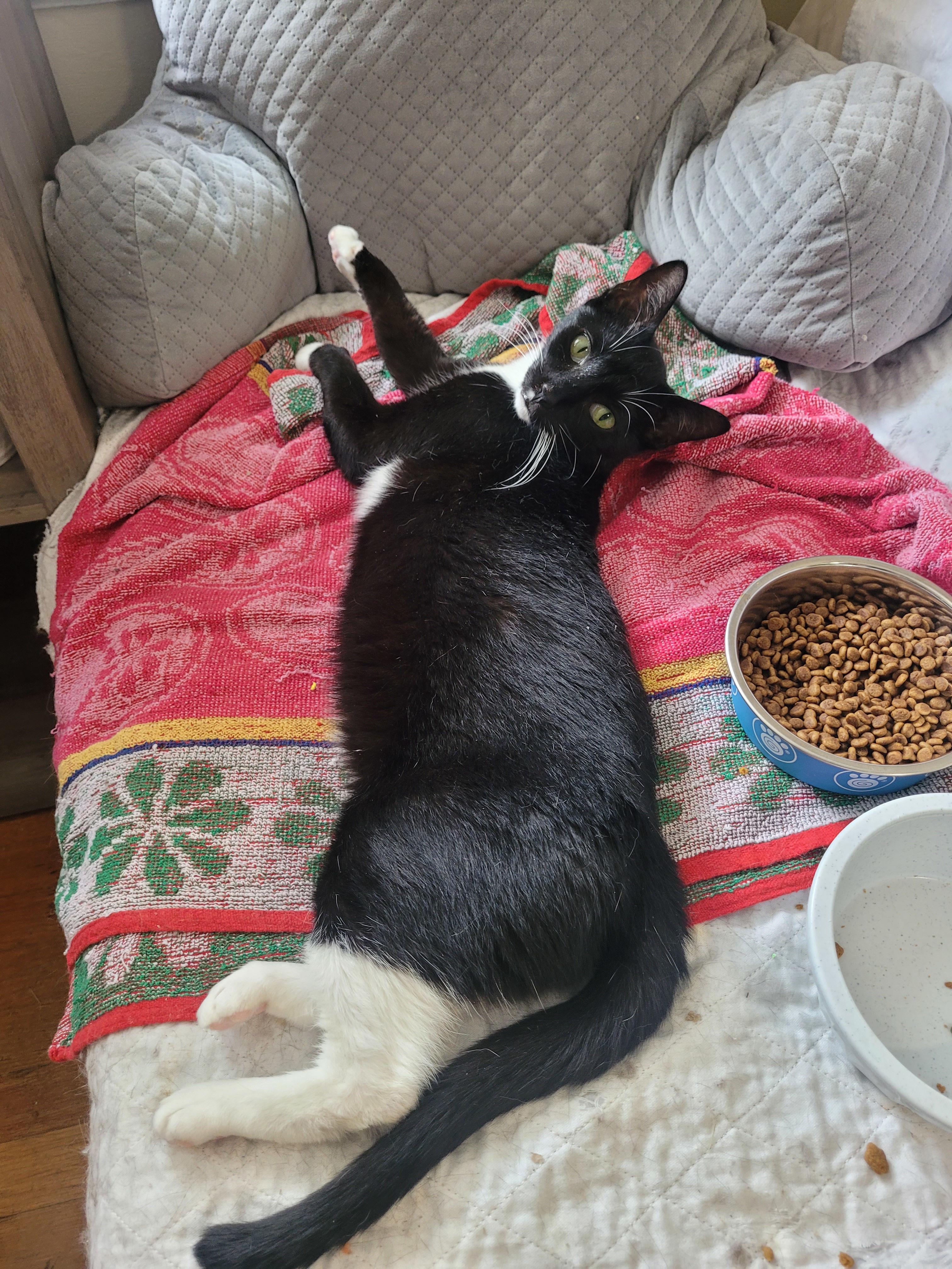 Mystic, a Adoptable Domestic Short Hair in Melrose, MA image 5/6