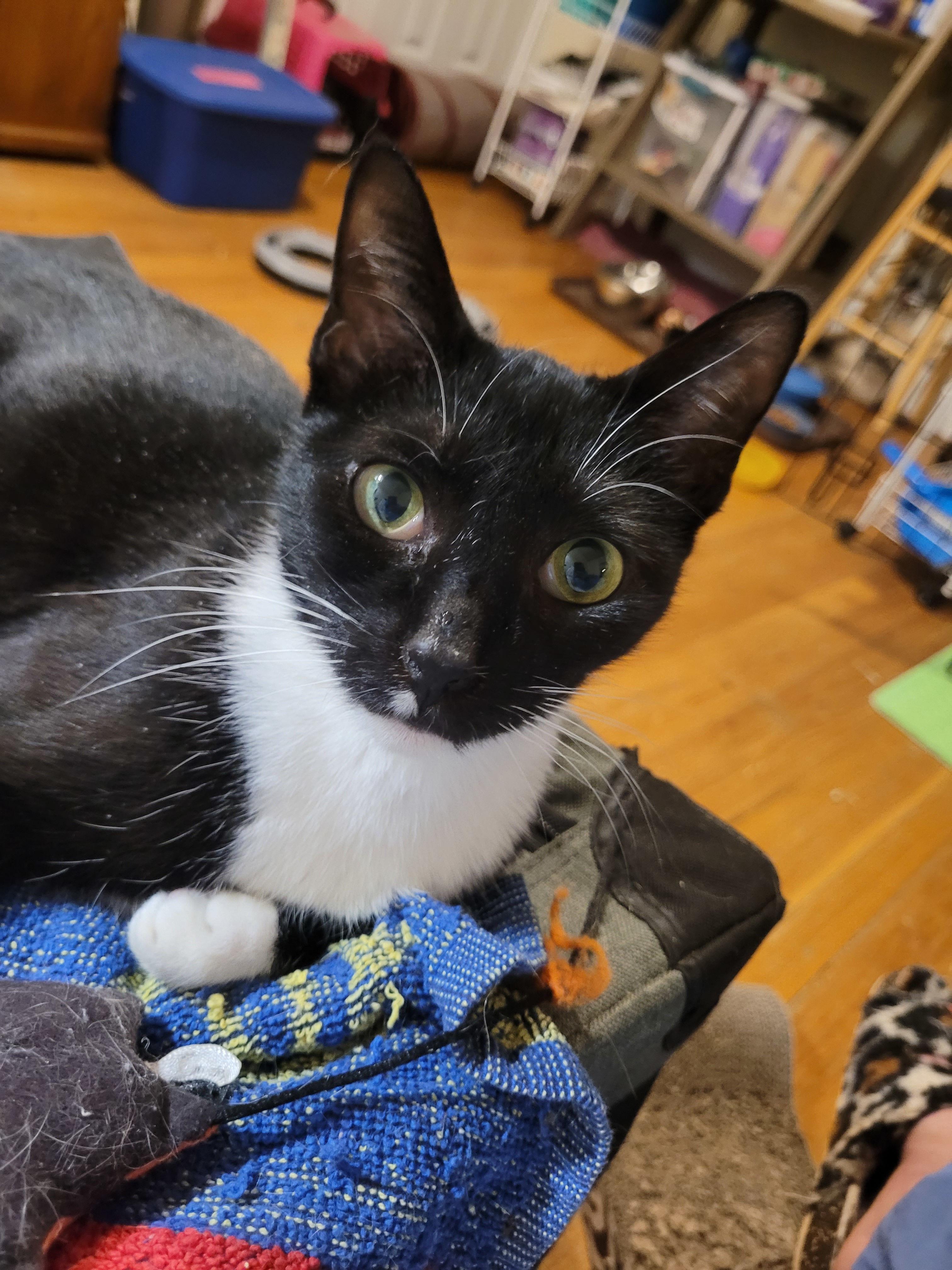 Mystic, a Adoptable Domestic Short Hair in Melrose, MA image 1/6