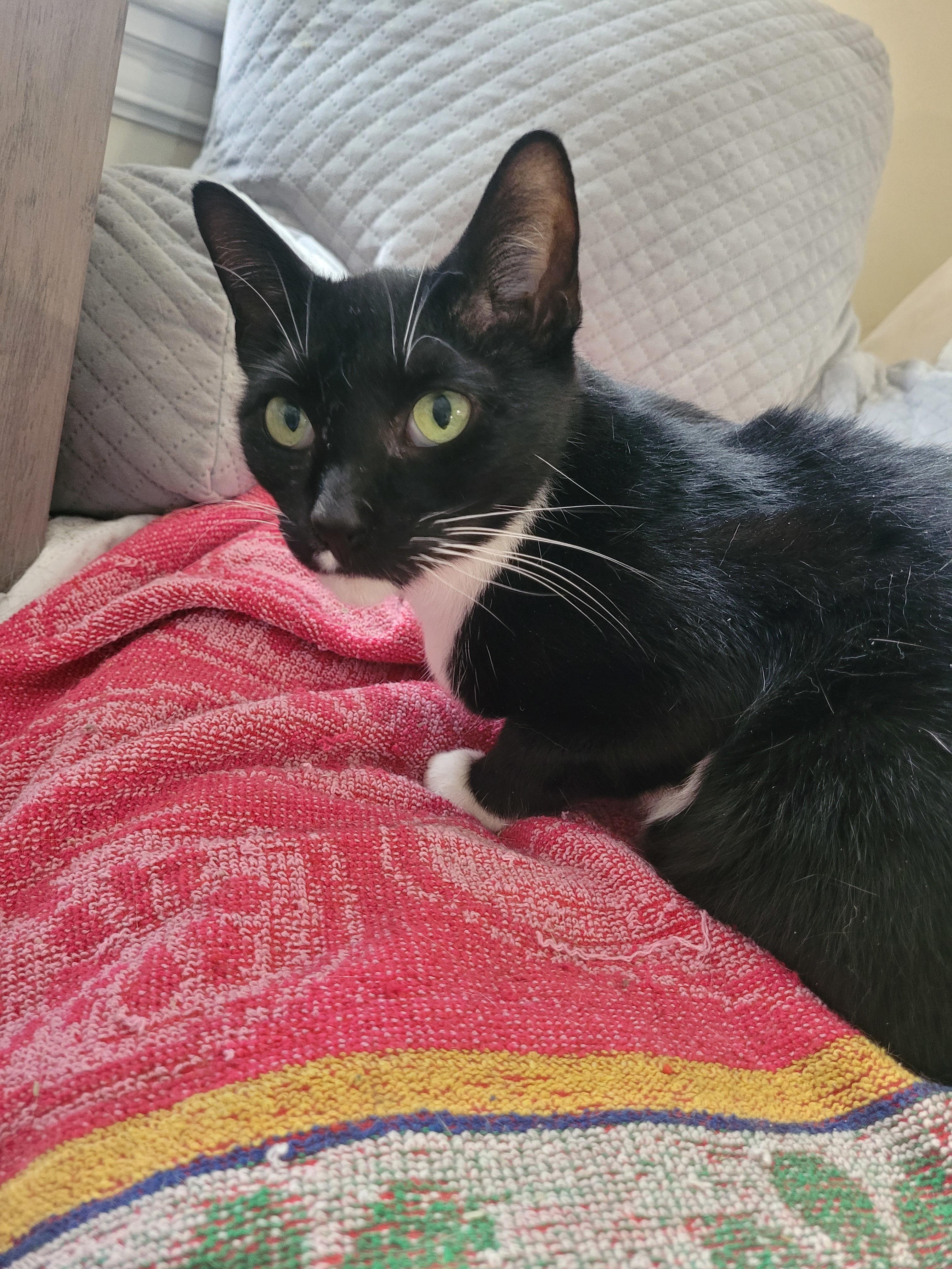 Mystic, a Adoptable Domestic Short Hair in Melrose, MA image 3/6