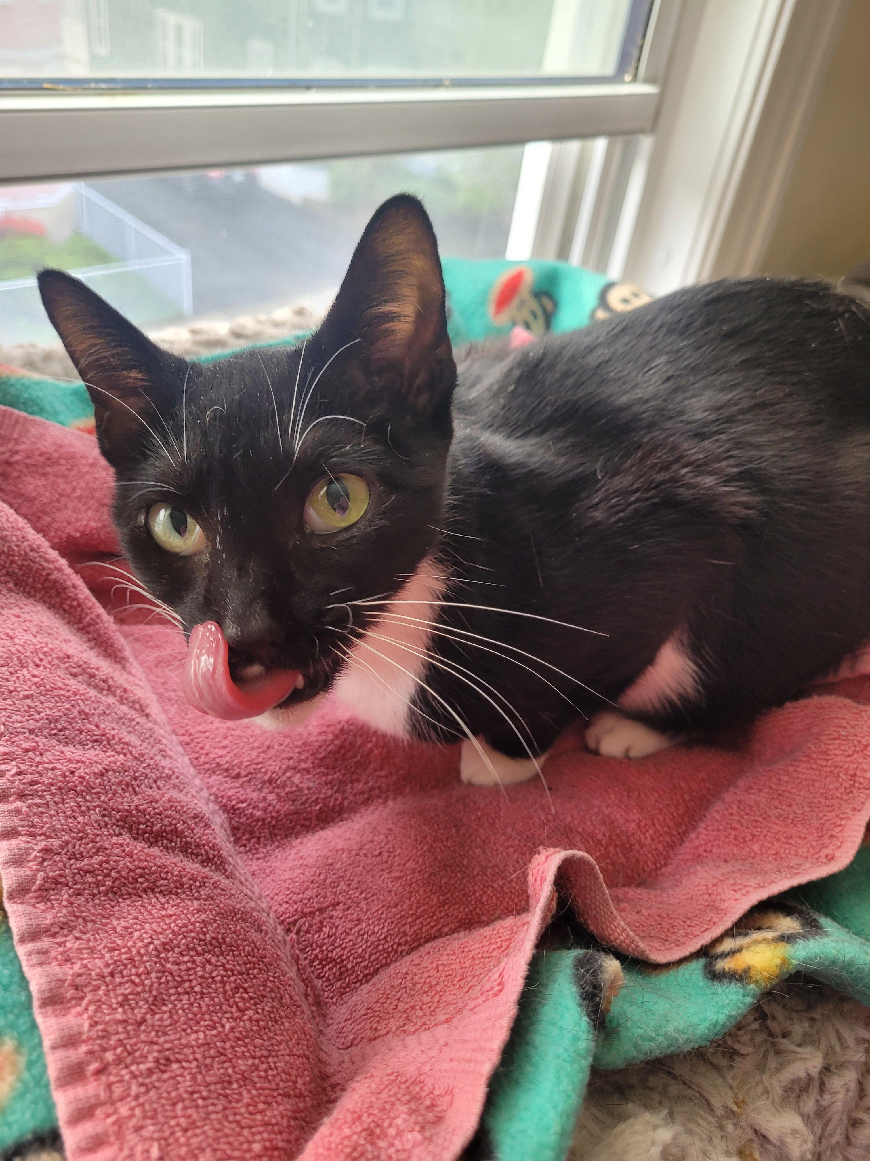 Mystic, Adoptable, Senior Female Domestic Short Hair.