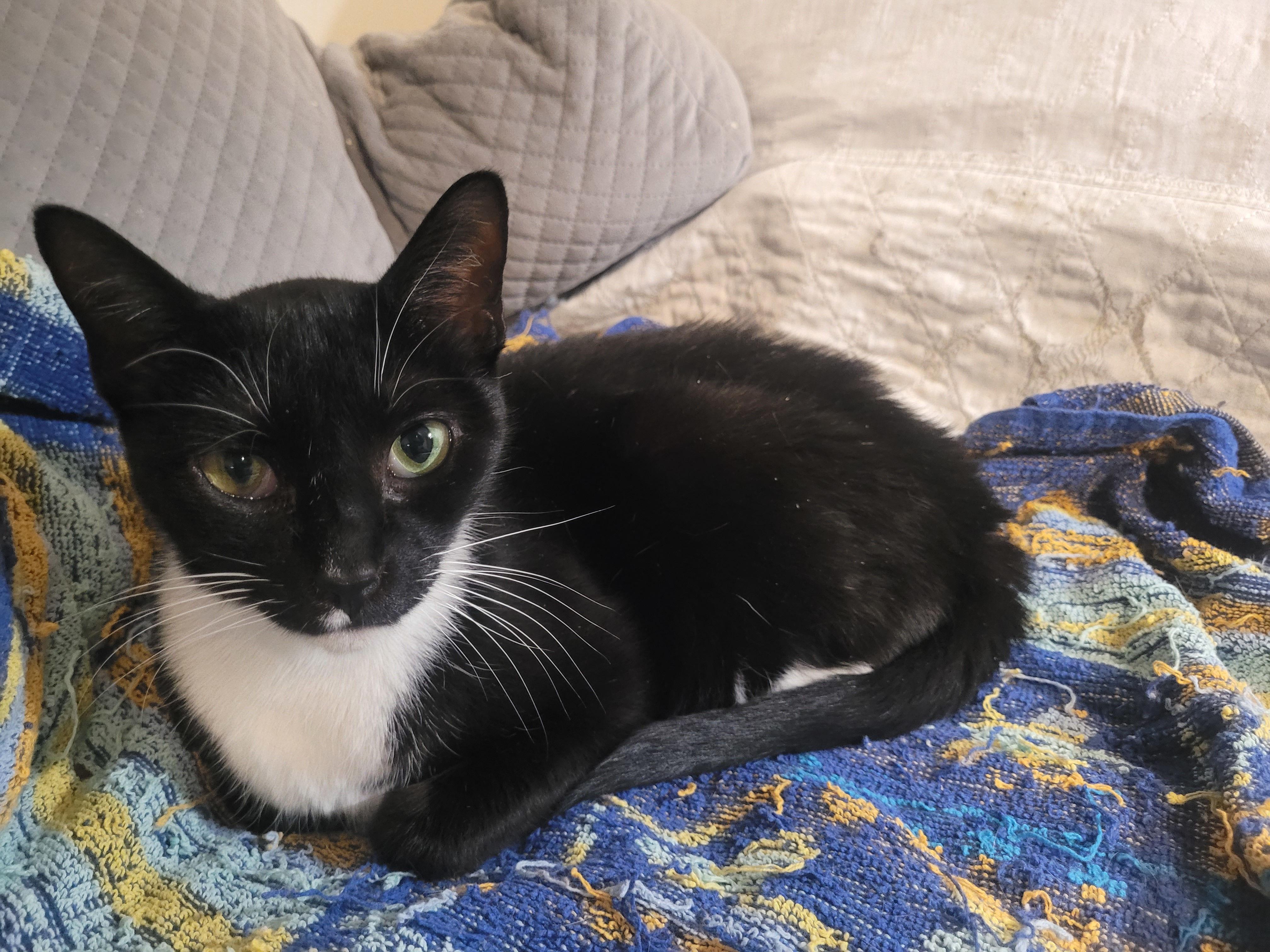 Mystic, a Adoptable Domestic Short Hair in Melrose, MA image 4/6