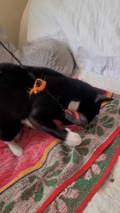 Enlarge Mystic, a Adoptable Domestic Short Hair in Melrose, MA video 6/6