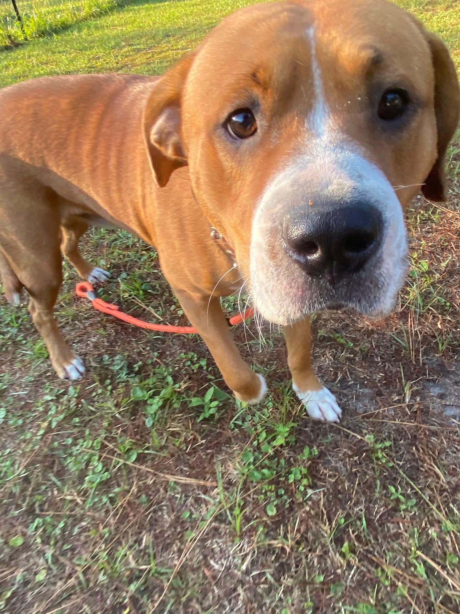 Enlarge Bolt, a Adoptable mixed breed in PENSACOLA, FL image 3/6
