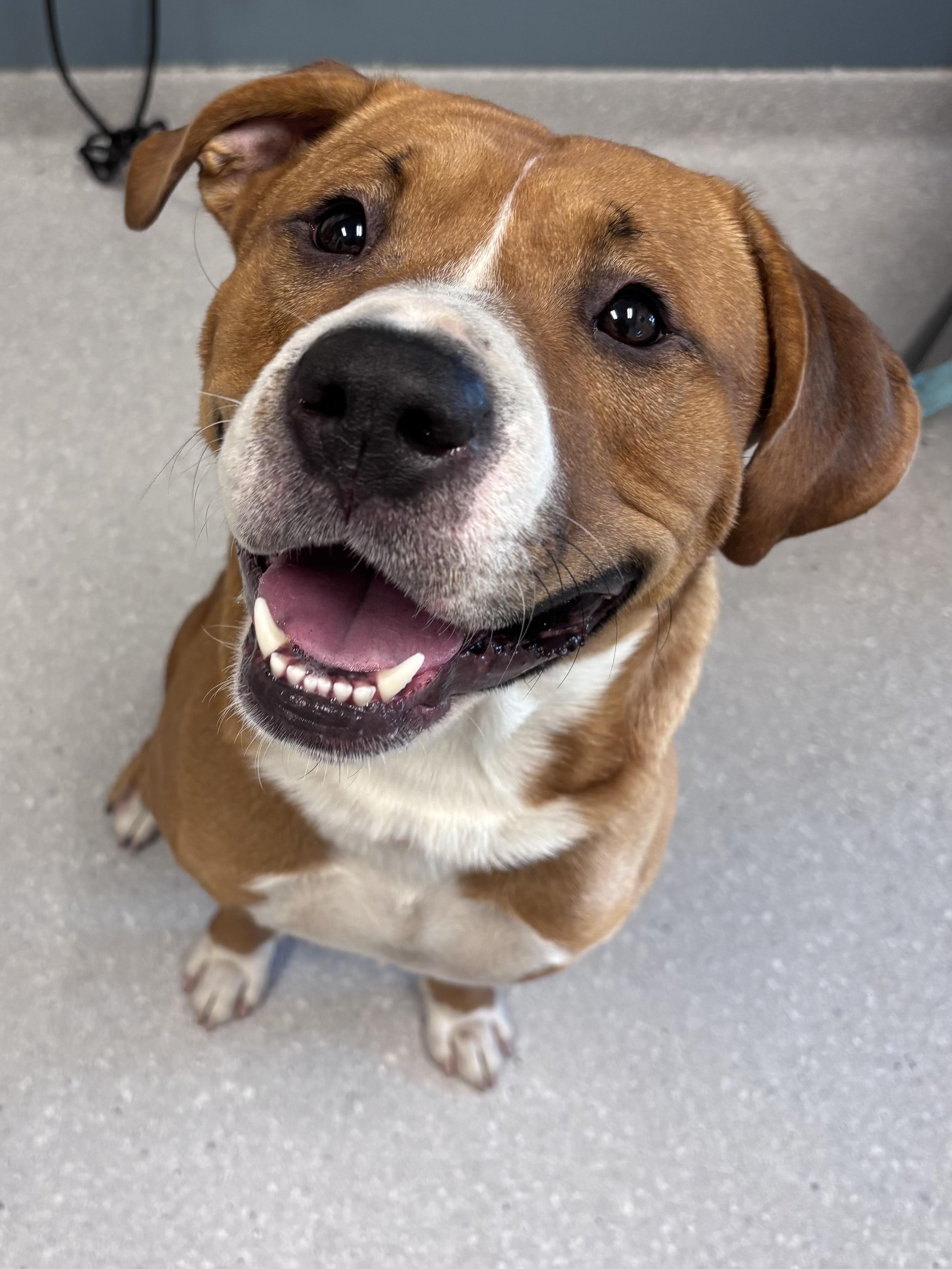 Bolt, Adoptable, Young Male Boxer.