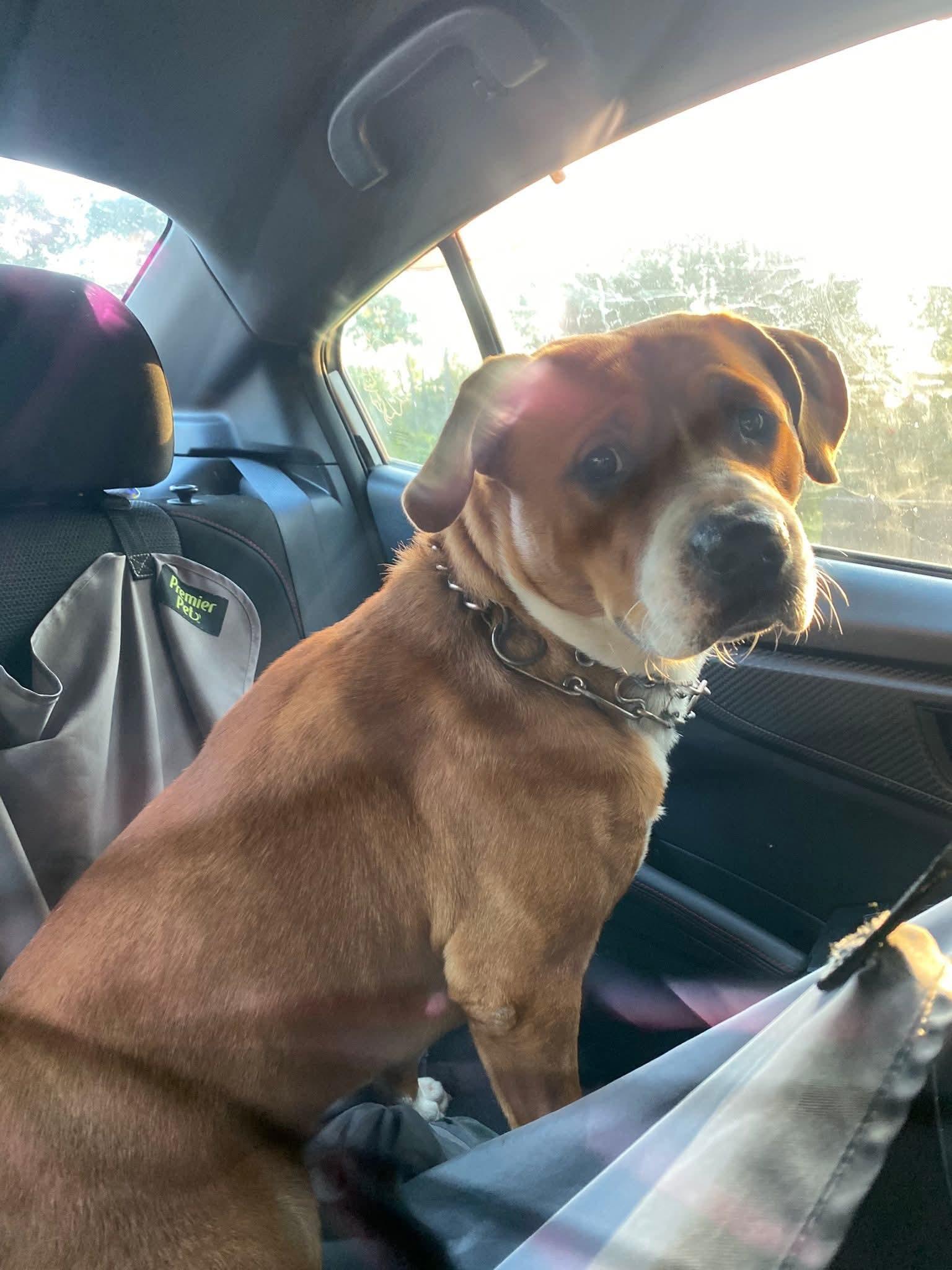 Enlarge Bolt, a Adoptable mixed breed in PENSACOLA, FL image 4/6