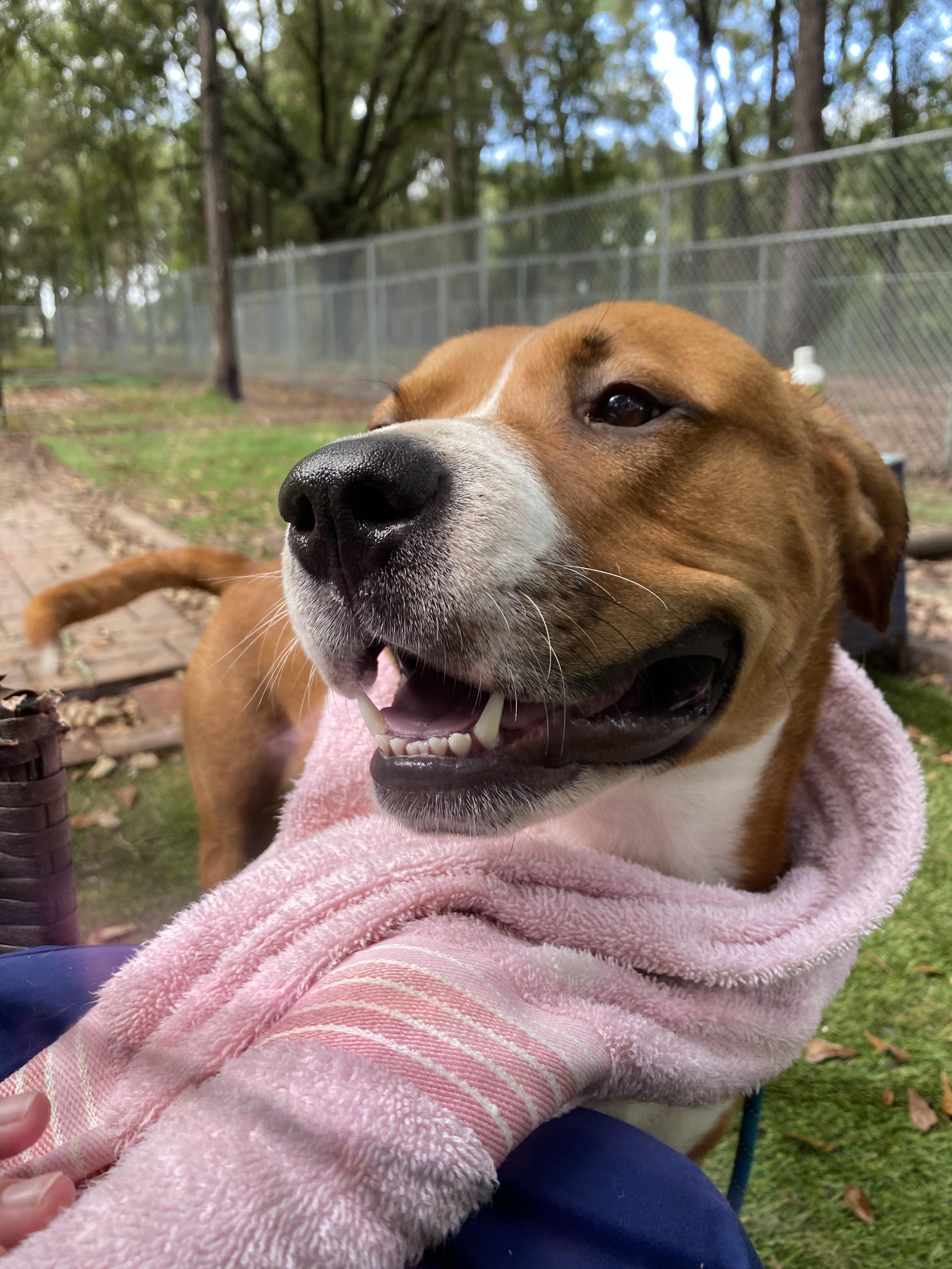 Bolt, Adoptable, Young Male Boxer.