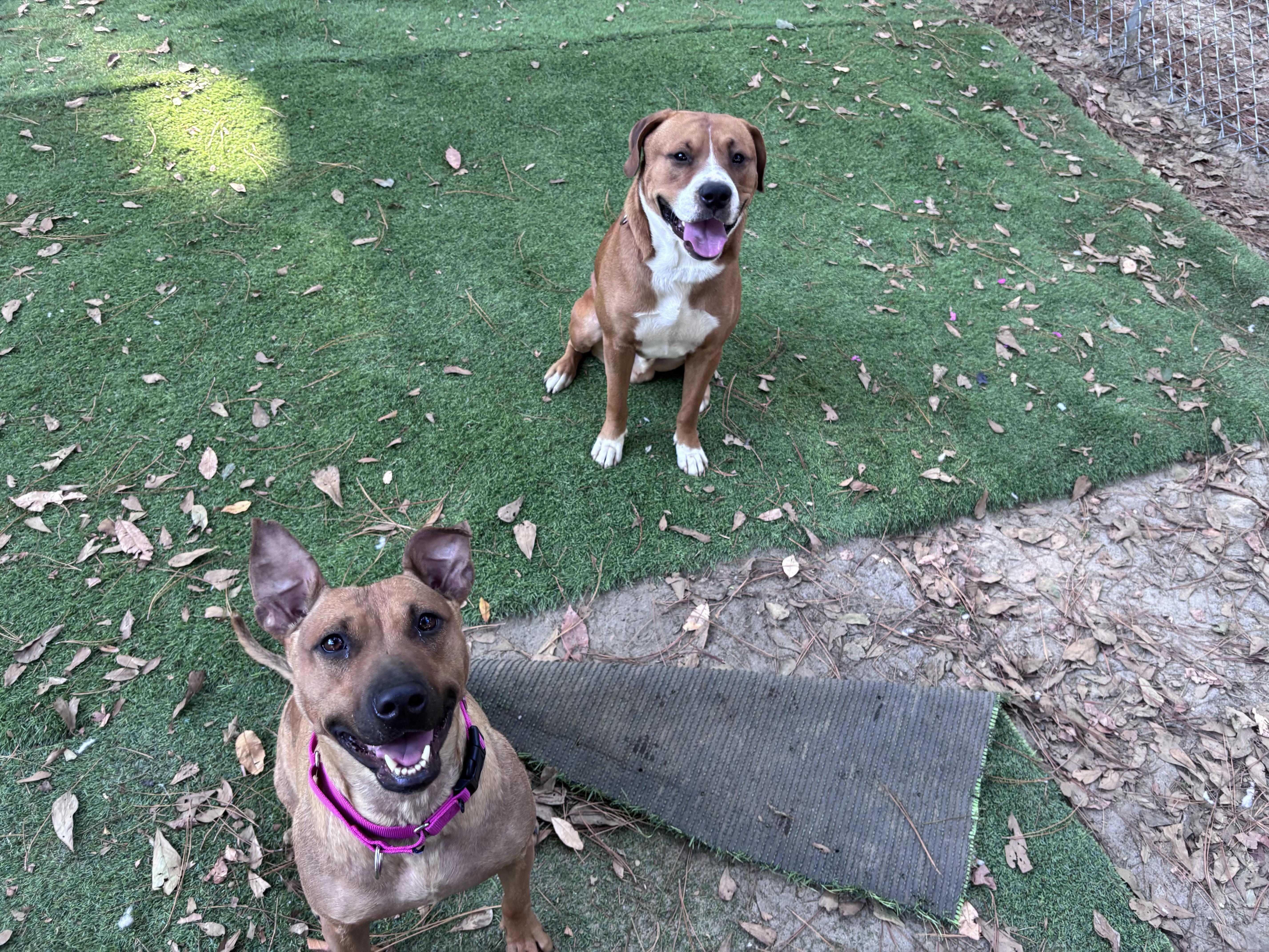 Enlarge Bolt, a Adoptable mixed breed in PENSACOLA, FL image 5/6