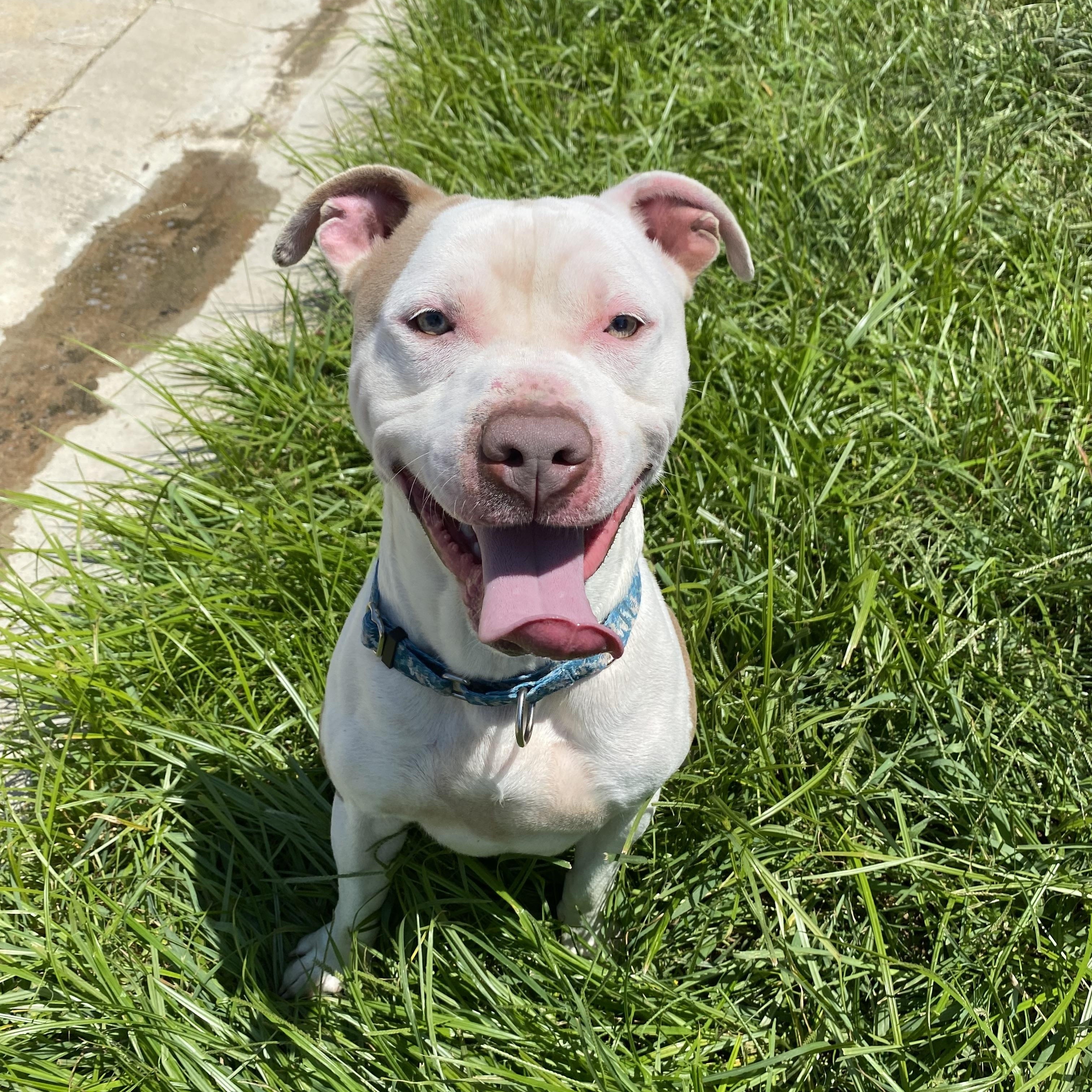 Samson, Adoptable, Young Male Mixed Breed.