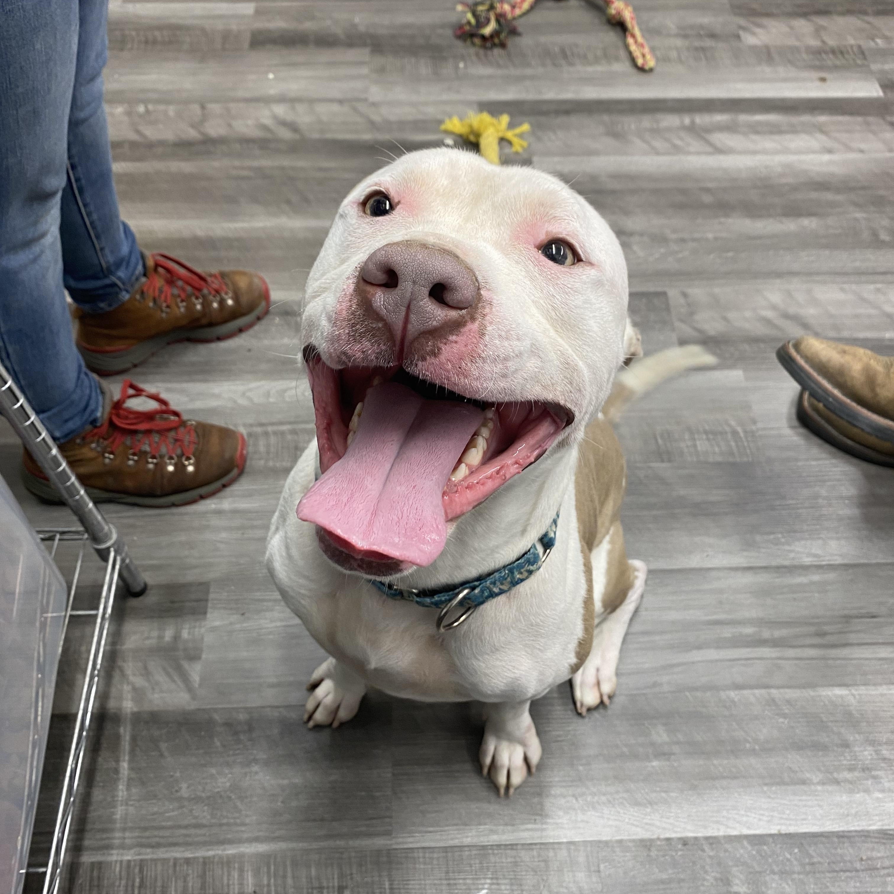 Enlarge Samson, a Adoptable Mixed Breed in Atchison, KS image 6/6