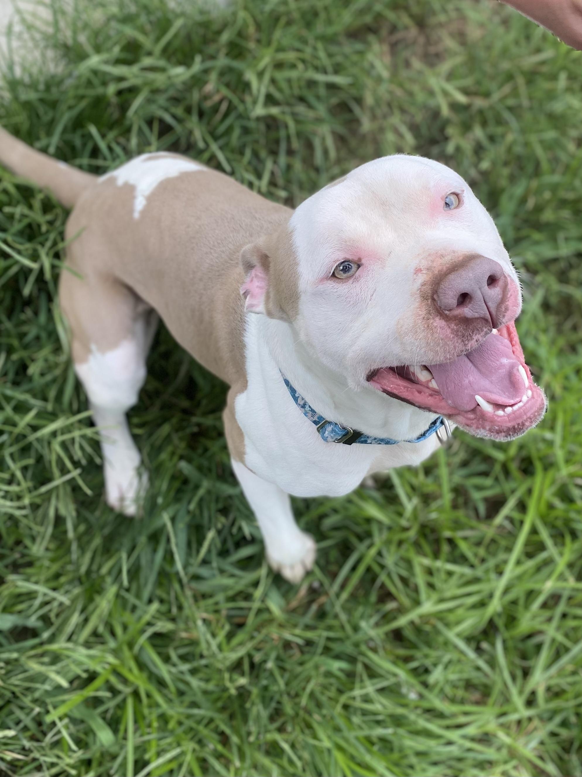 Enlarge Samson, a Adoptable Mixed Breed in Atchison, KS image 2/6
