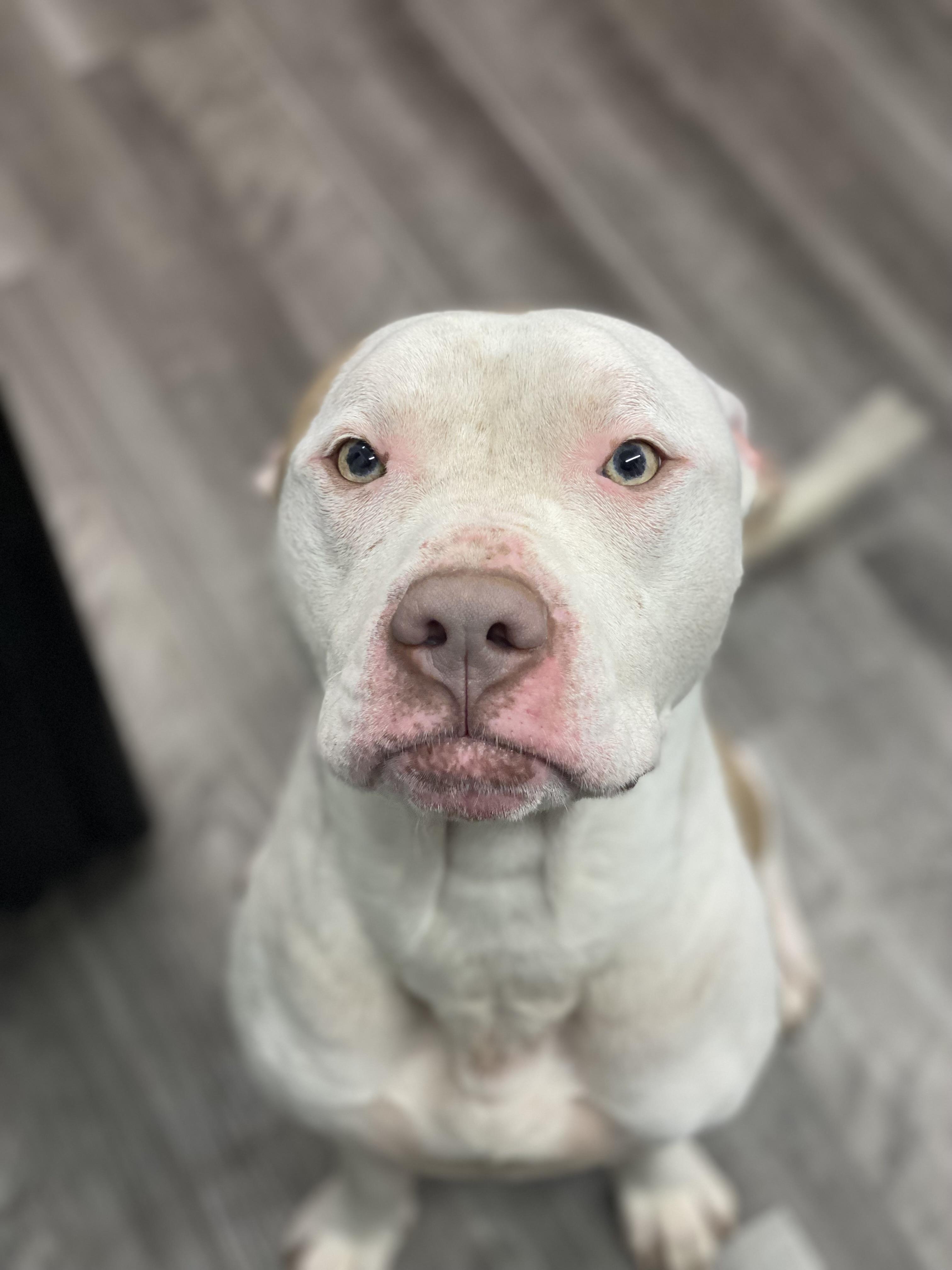 Enlarge Samson, a Adoptable Mixed Breed in Atchison, KS image 3/6