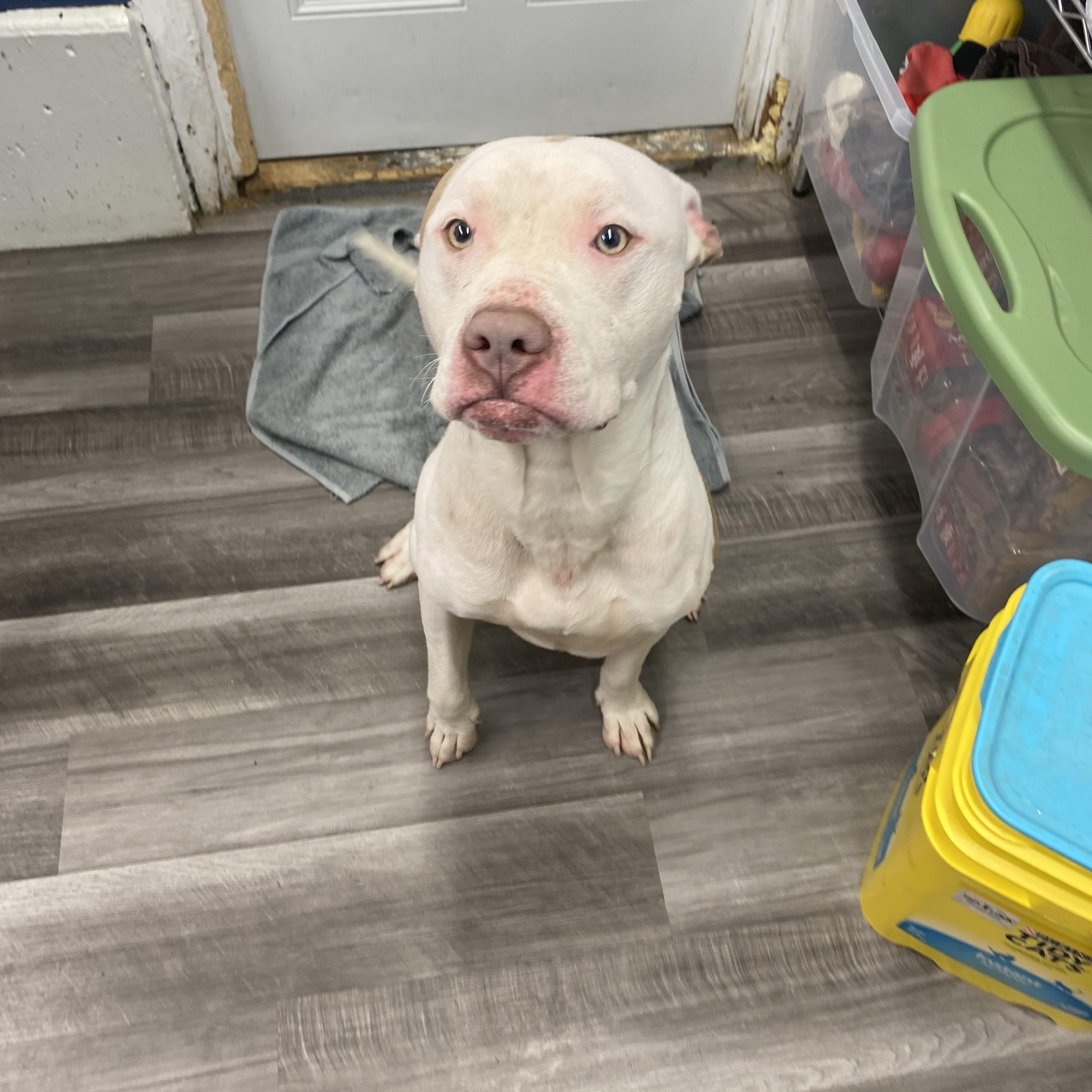 Enlarge Samson, a Adoptable Mixed Breed in Atchison, KS image 5/6