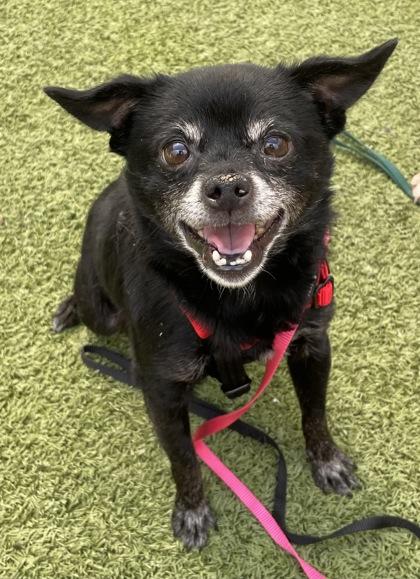 Mac Gargan, Adoptable, Senior Male Chihuahua & Mixed Breed.