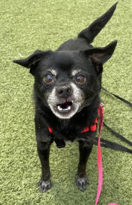 Mac Gargan, a Adoptable mixed breed in Eugene, OR image 2/2