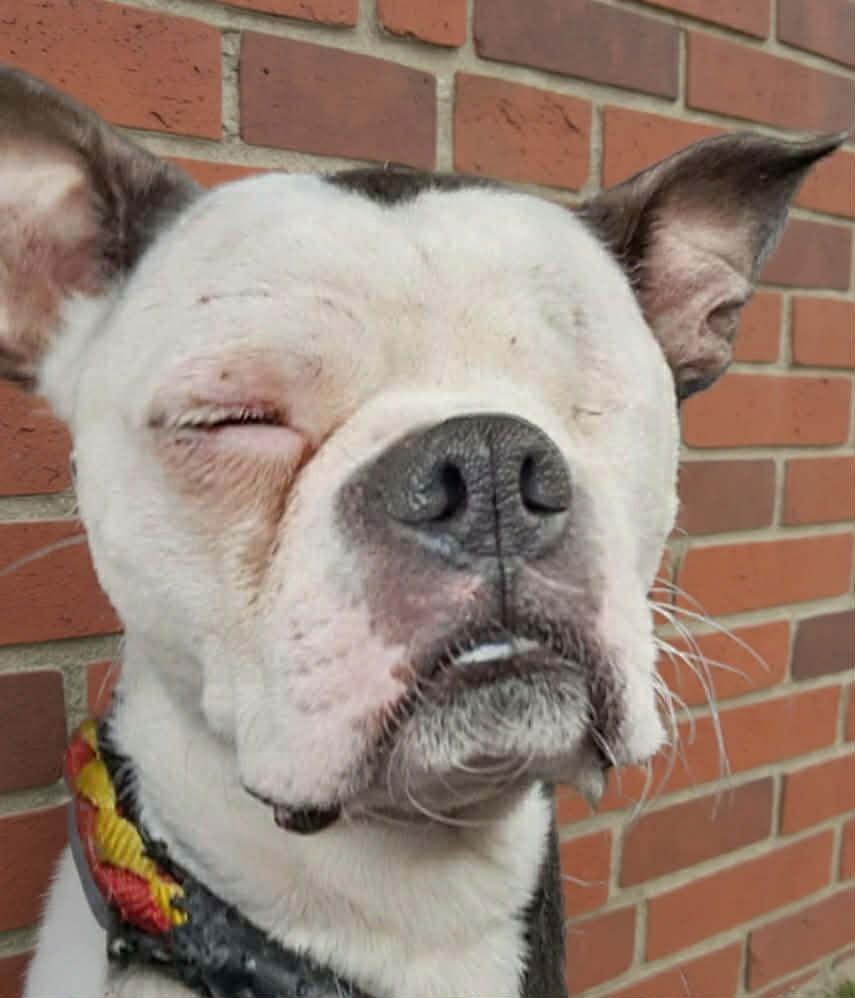 Elsa, Adoptable, Young Female Boston Terrier.