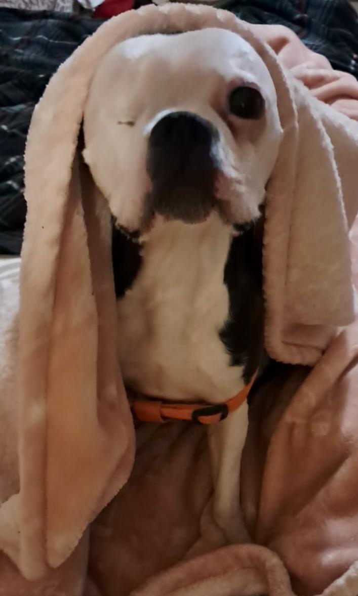 Enlarge Elsa, a Adoptable Boston Terrier in Ceres, VA image 2/3