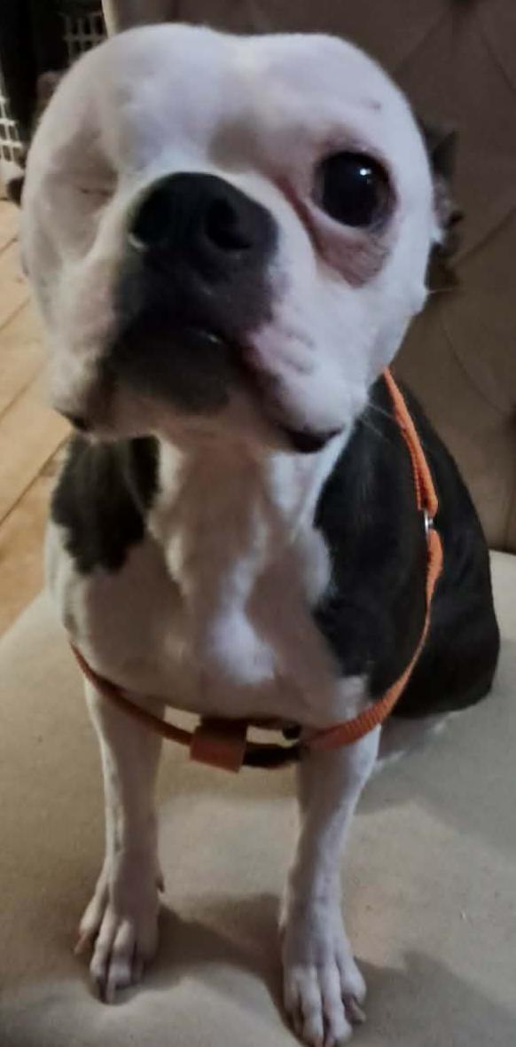 Enlarge Elsa, a Adoptable Boston Terrier in Ceres, VA image 3/3