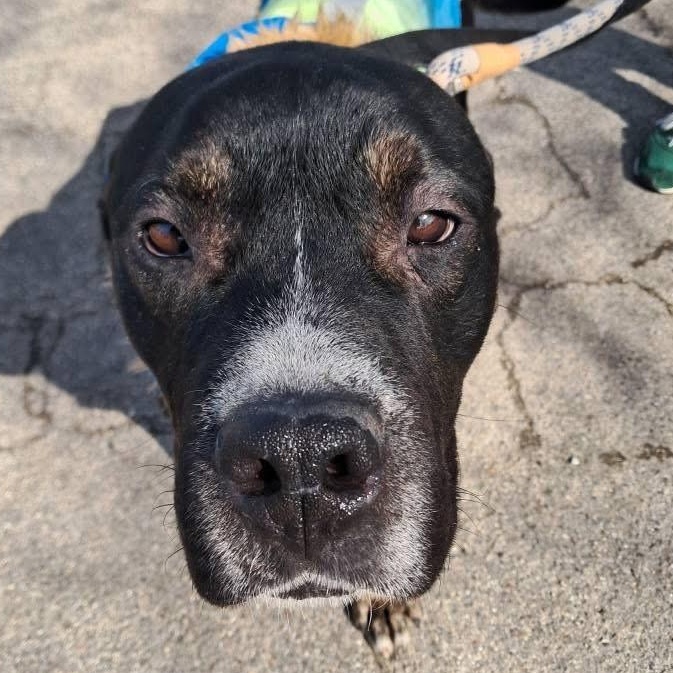 Bear    **fee sponsored**, an adoptable Mastiff in Pekin, IL, 61554 | Photo Image 3