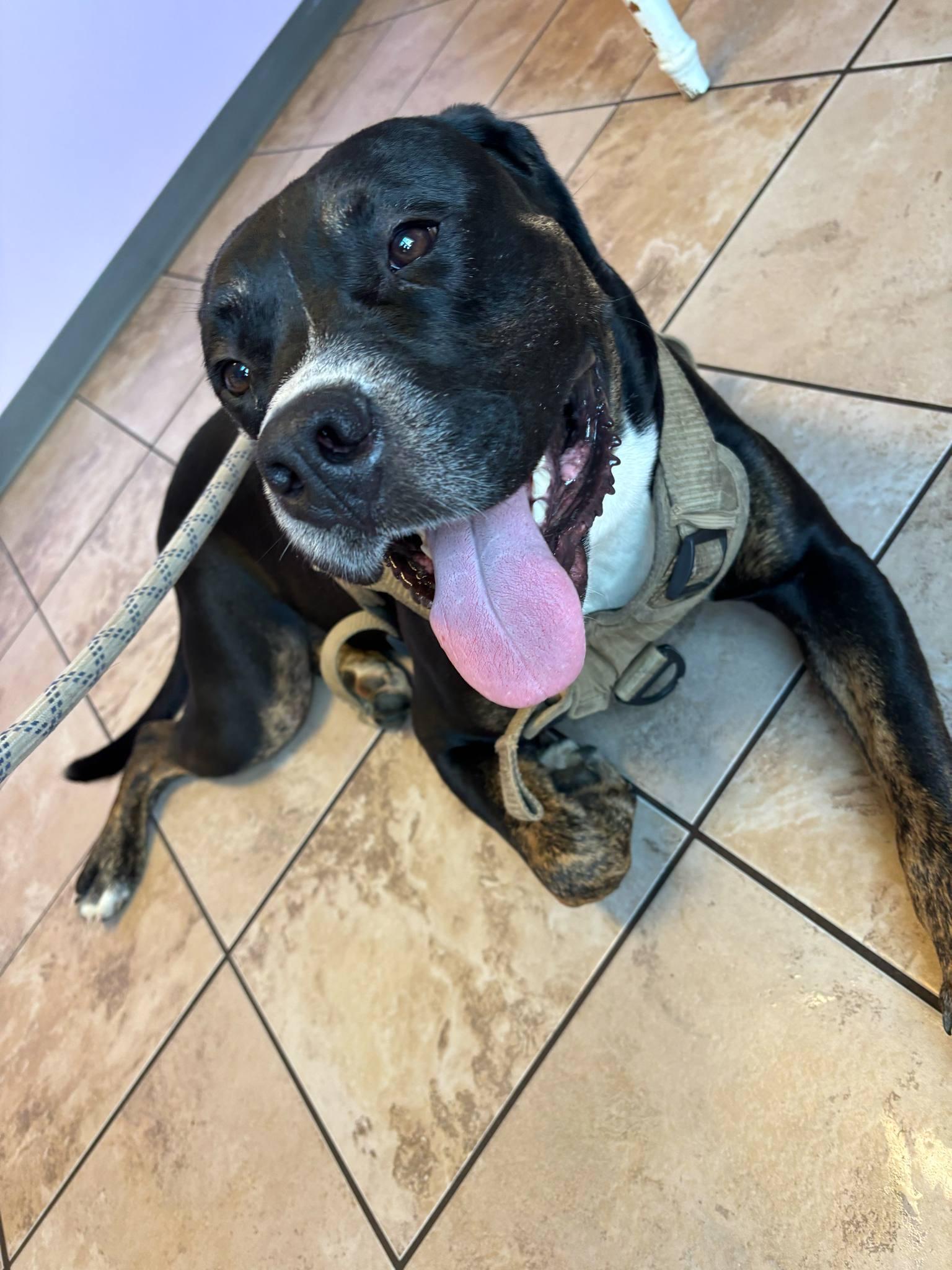 Bear **fee sponsored**, a Adoptable Mastiff in Pekin, IL image 4/4