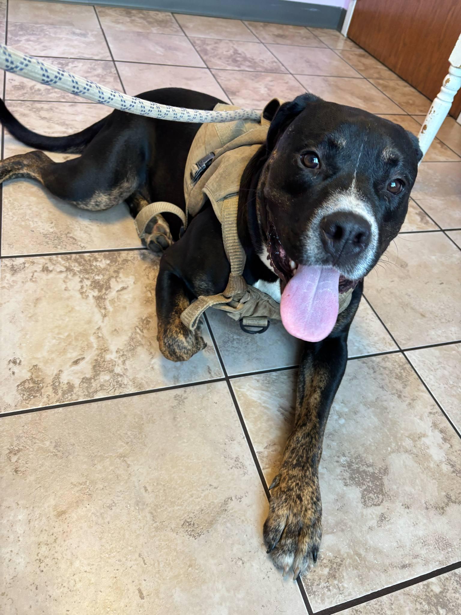 Bear **fee sponsored**, a Adoptable Mastiff in Pekin, IL image 2/4