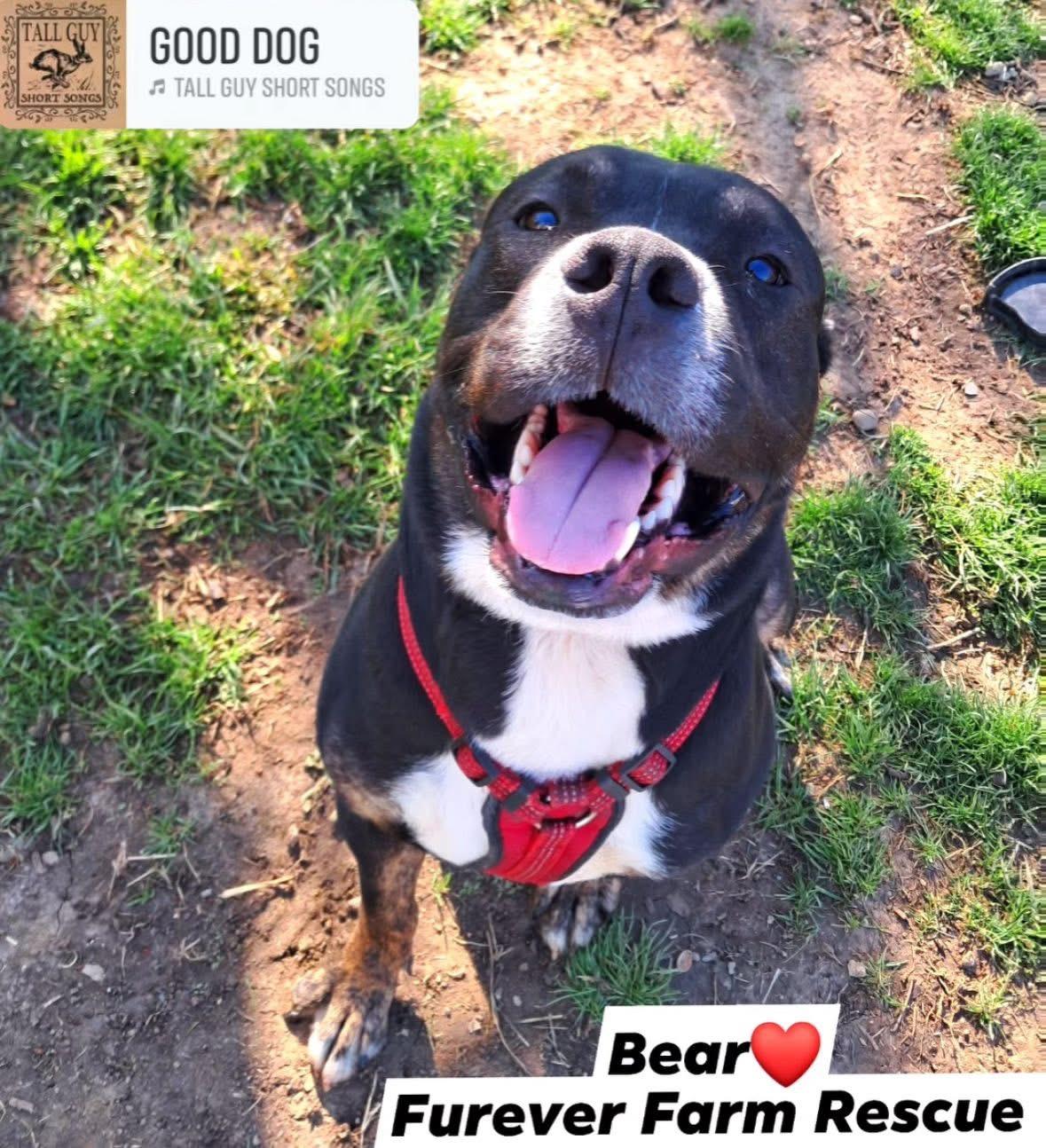 Bear **fee sponsored**, a Adoptable Mastiff in Pekin, IL image 3/4