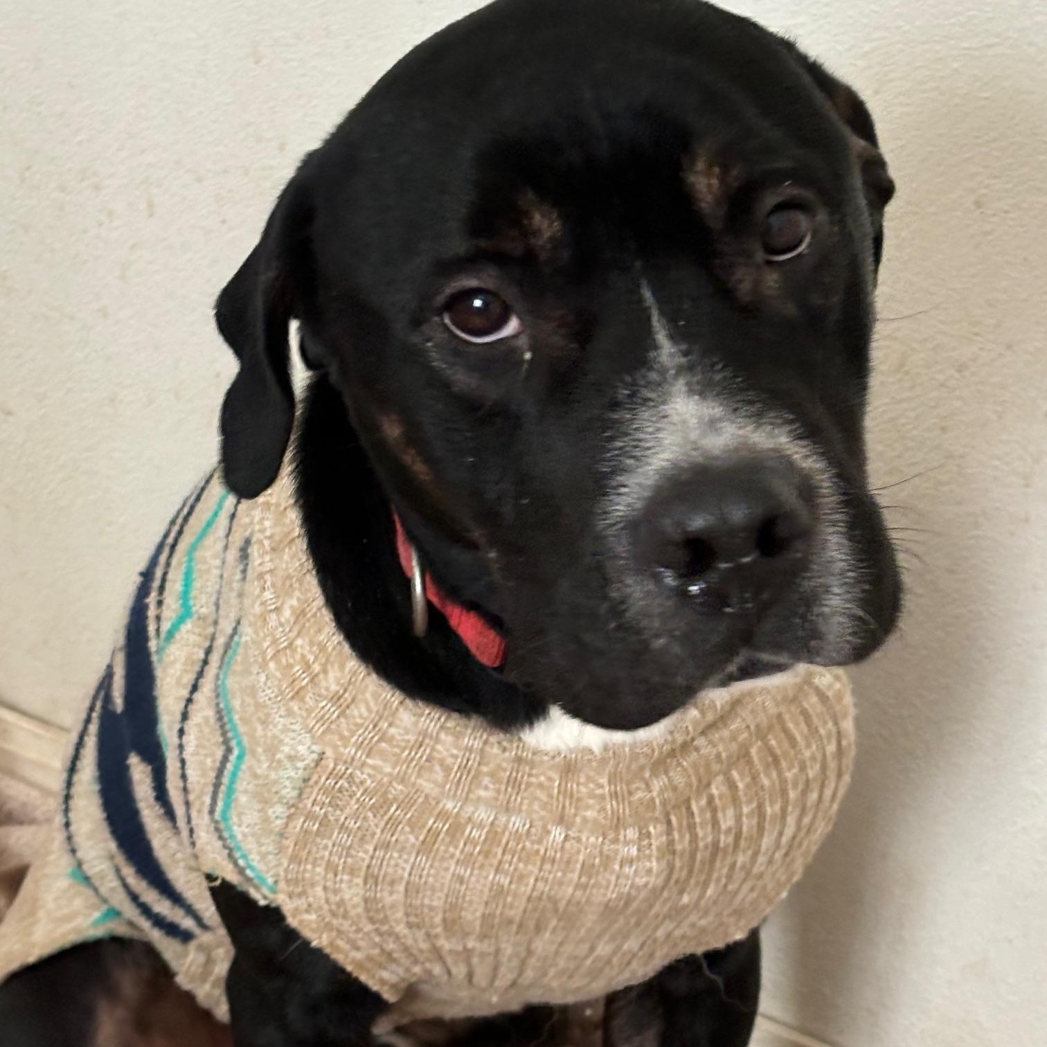 Bear    **fee sponsored**, an adoptable Mastiff in Pekin, IL, 61554 | Photo Image 1