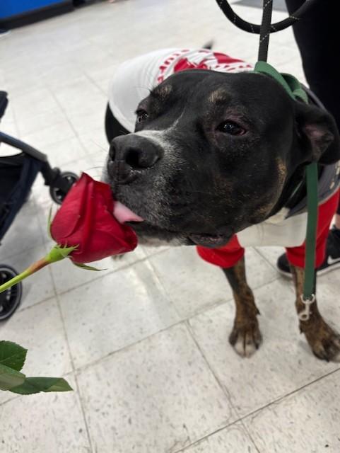 Bear **fee sponsored**, a Adoptable Mastiff in Pekin, IL image 1/5