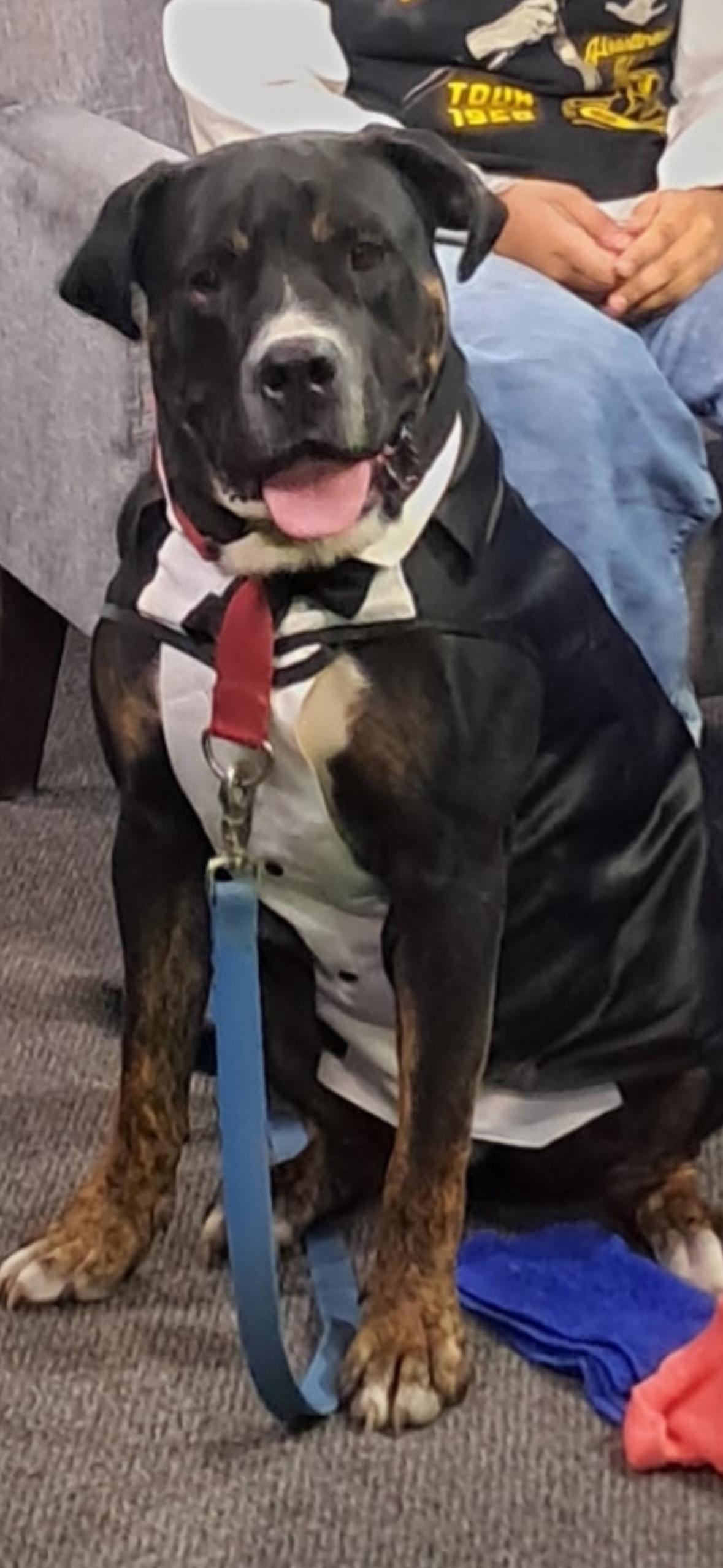 Bear **fee sponsored**, a Adoptable Mastiff in Pekin, IL image 1/4