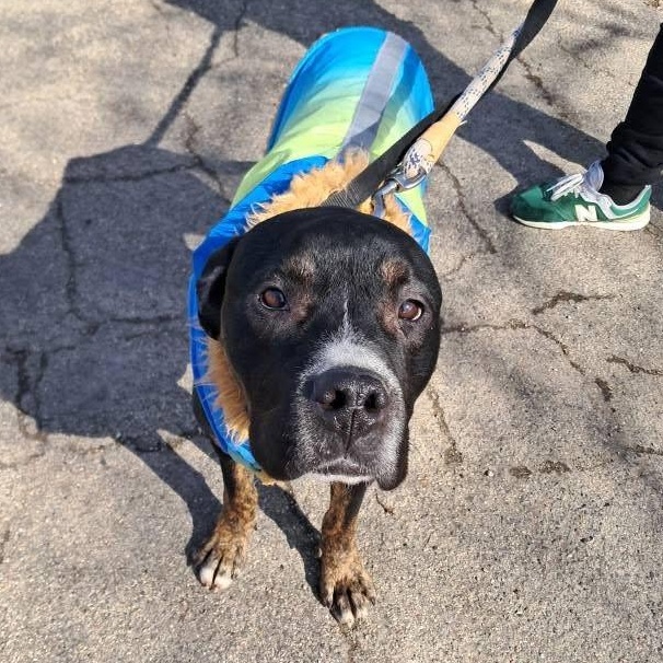 Bear    **fee sponsored**, an adoptable Mastiff in Pekin, IL, 61554 | Photo Image 2