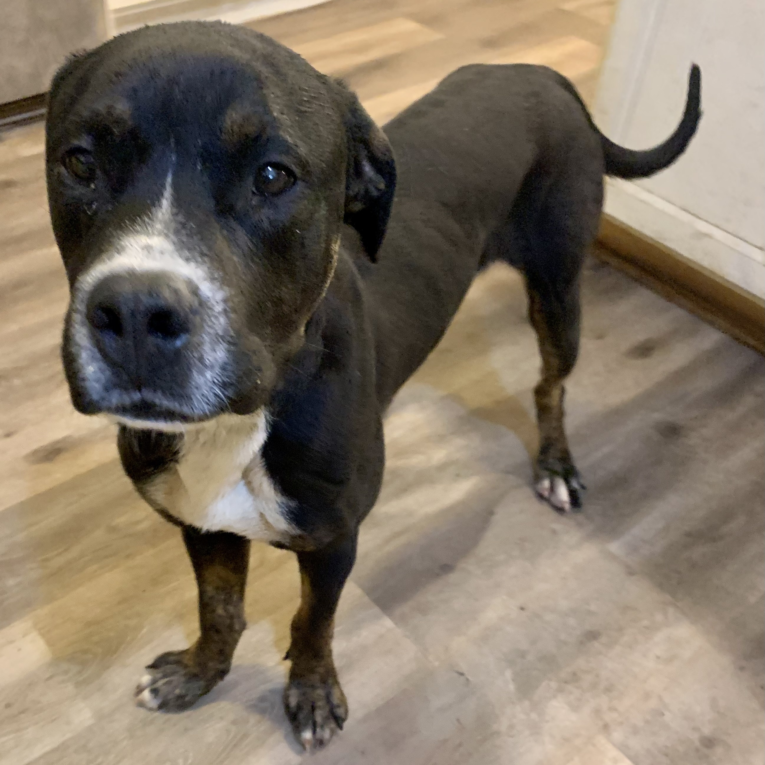 Bear    **fee sponsored**, an adoptable Mastiff in Pekin, IL, 61554 | Photo Image 6