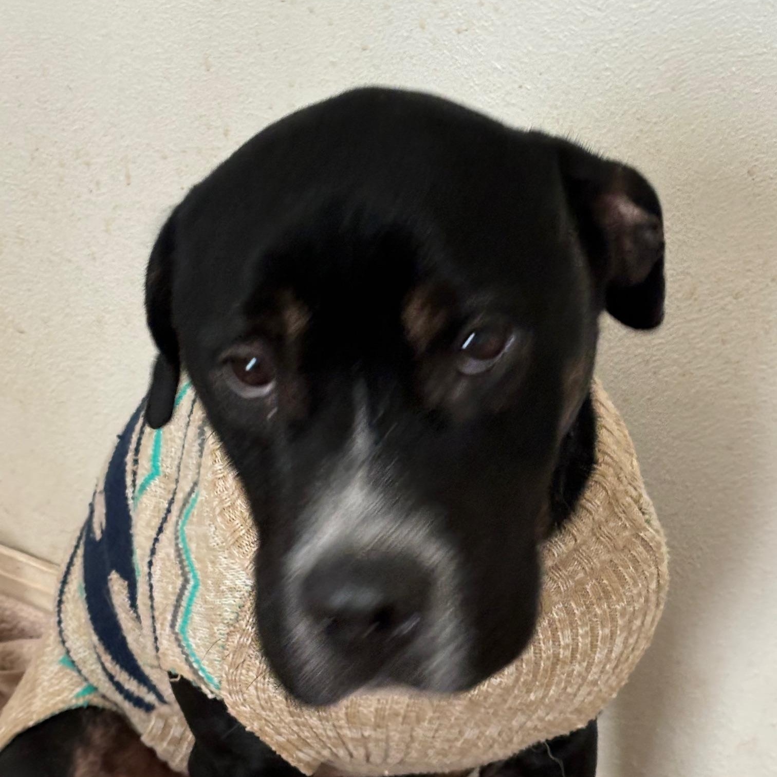 Bear    **fee sponsored**, an adoptable Mastiff in Pekin, IL, 61554 | Photo Image 5