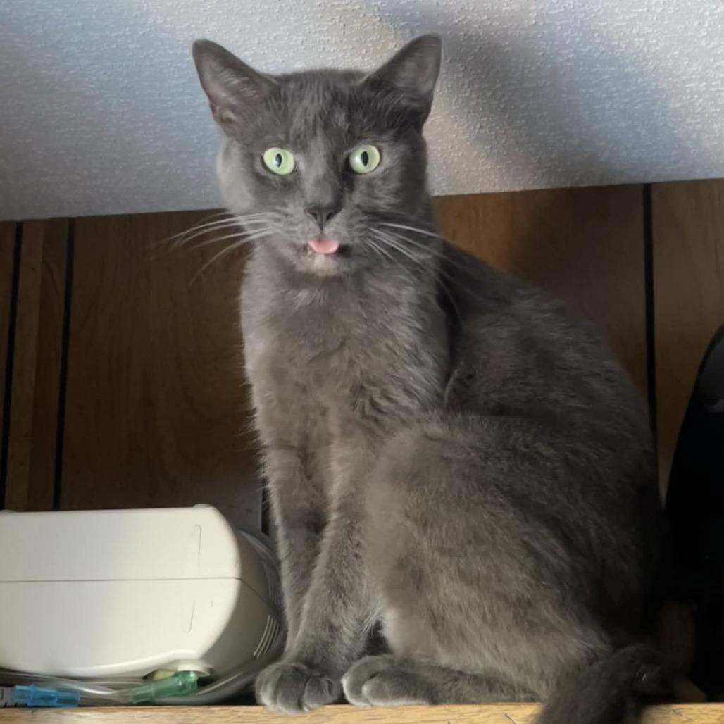 Boy Blue, Adoptable, Senior Male Domestic Short Hair.