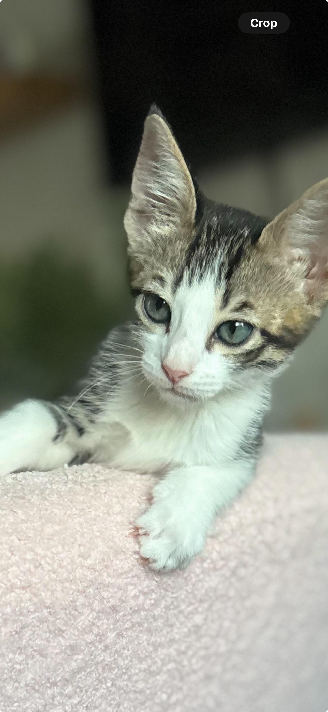 Orion, adopted, Kitten Male Domestic Short Hair & Tabby.