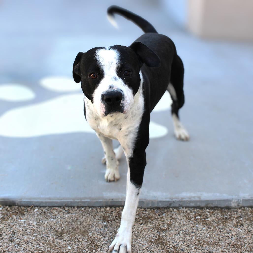 Wilbur, Adoptable, Adult Male Mixed Breed.
