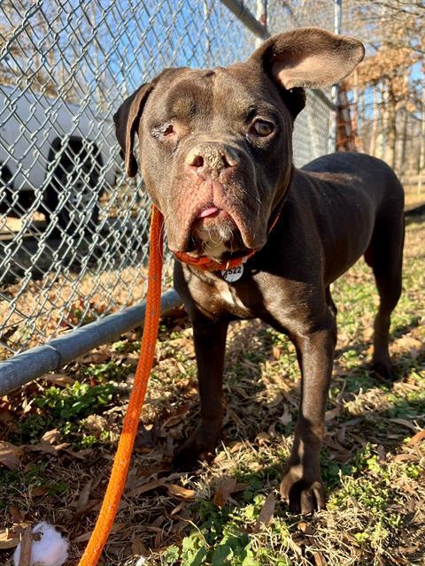 Enlarge JESS, a Adoptable mixed breed in Upper Marlboro, MD image 1/1