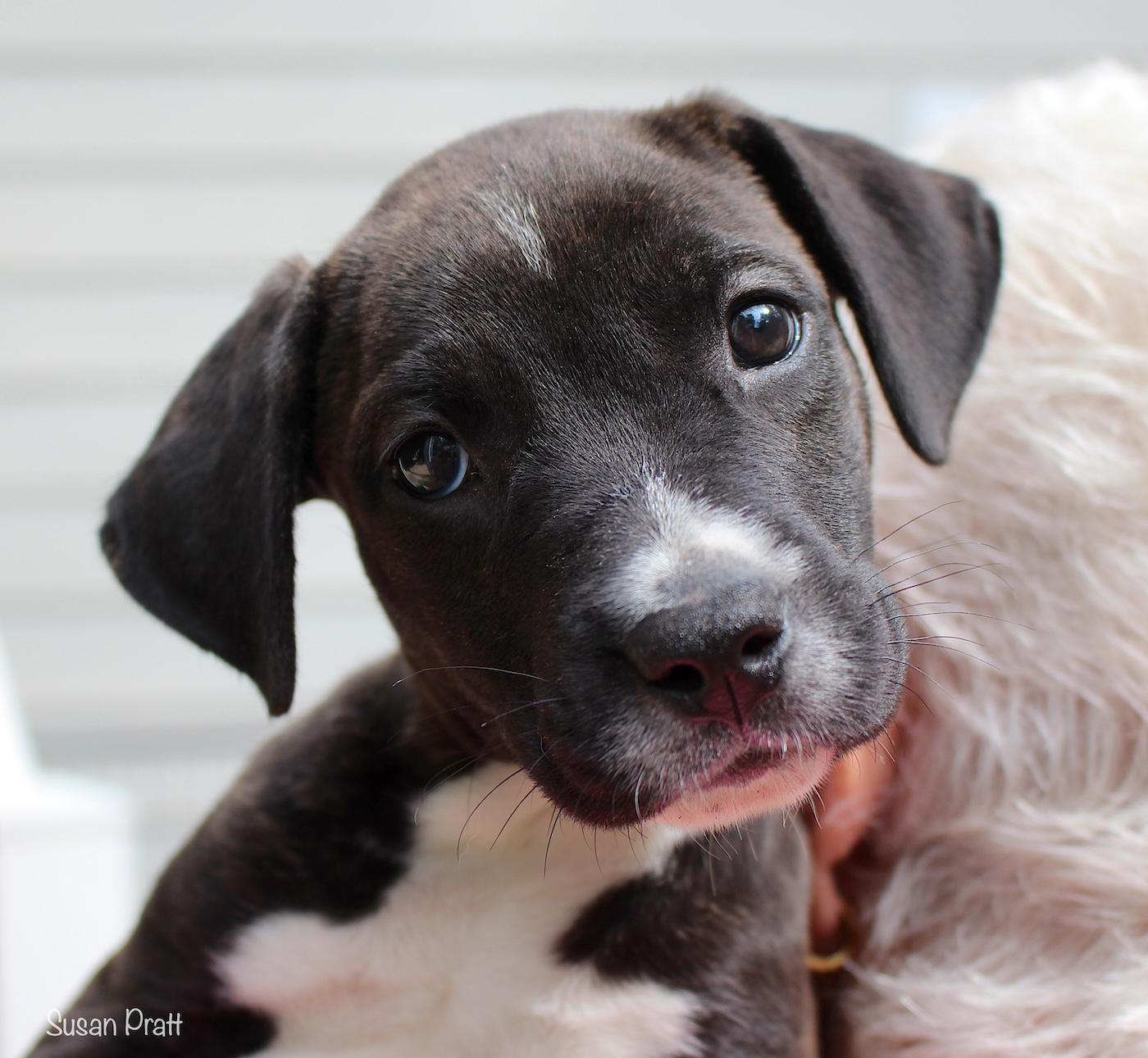 Butch, a ADOPTABLE mixed breed in Bedford, VA image 1/6