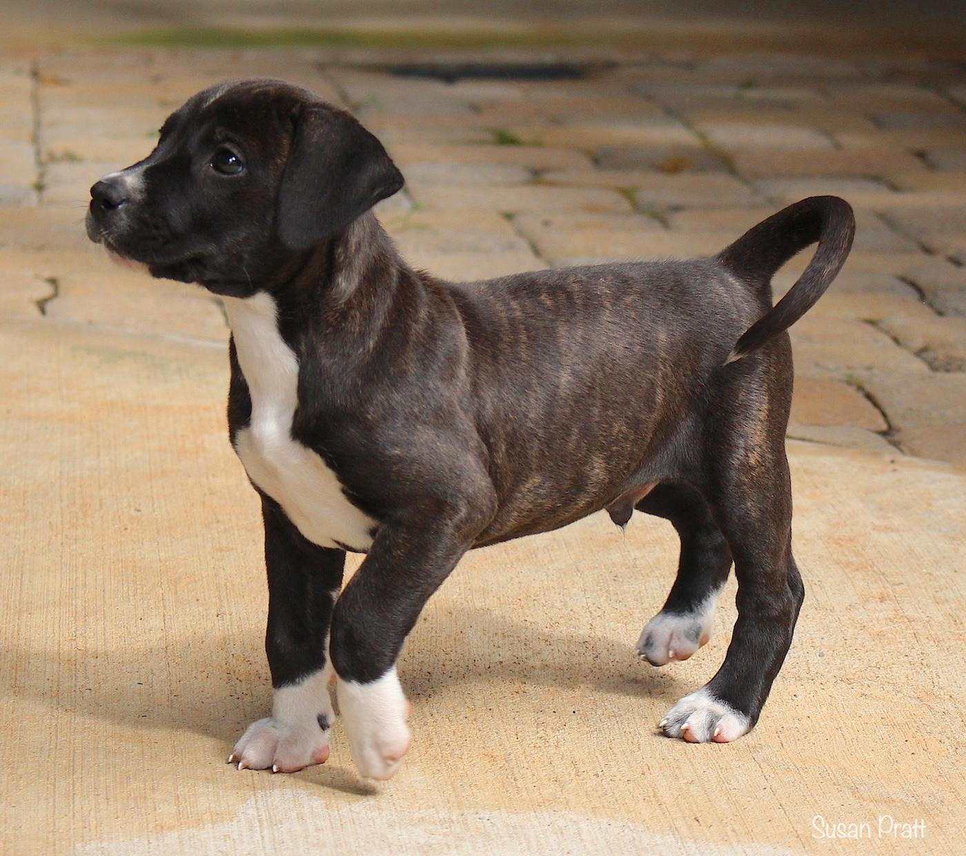 Butch, a ADOPTABLE mixed breed in Bedford, VA image 2/6