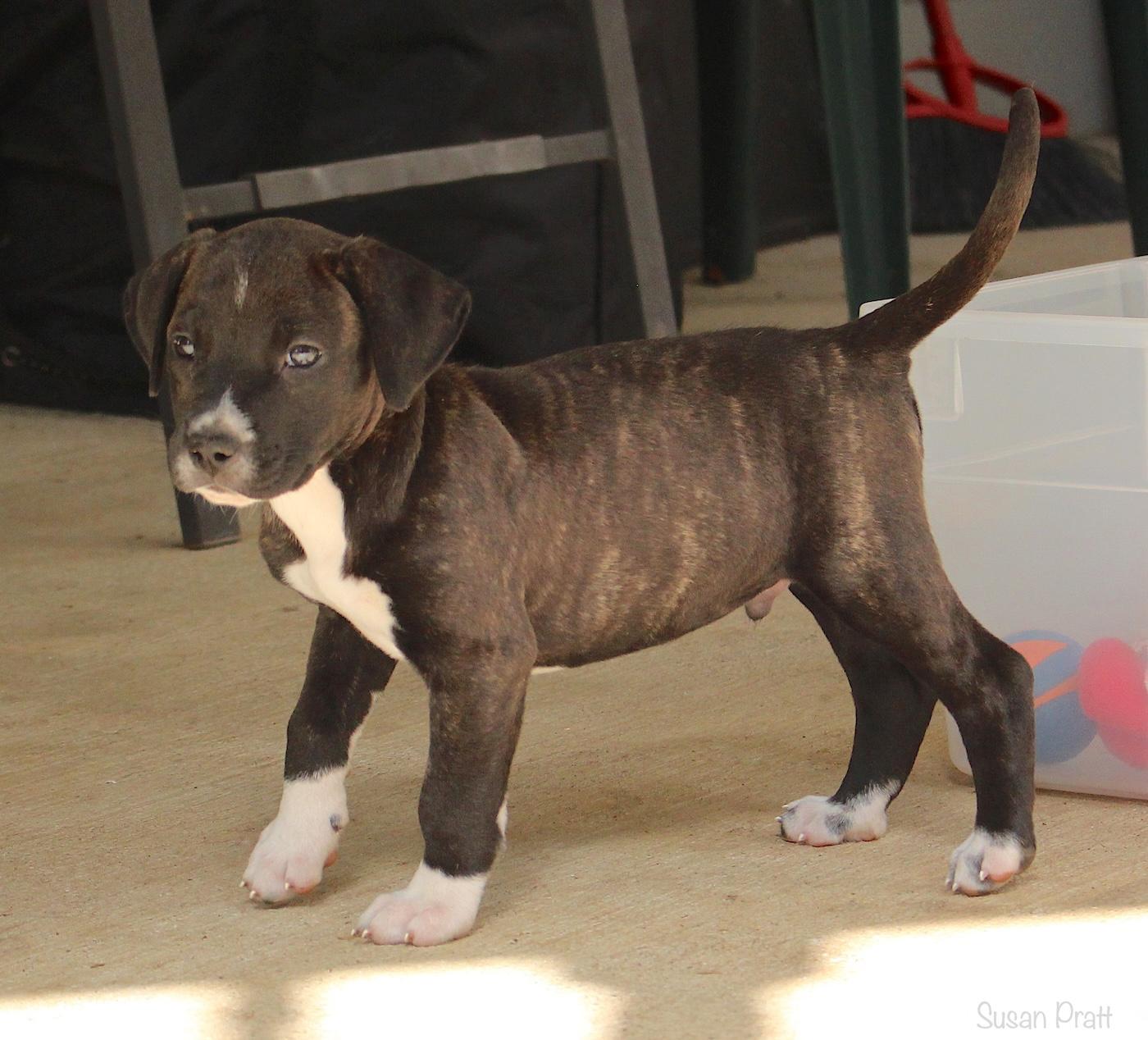 Butch, a ADOPTABLE mixed breed in Bedford, VA image 5/6