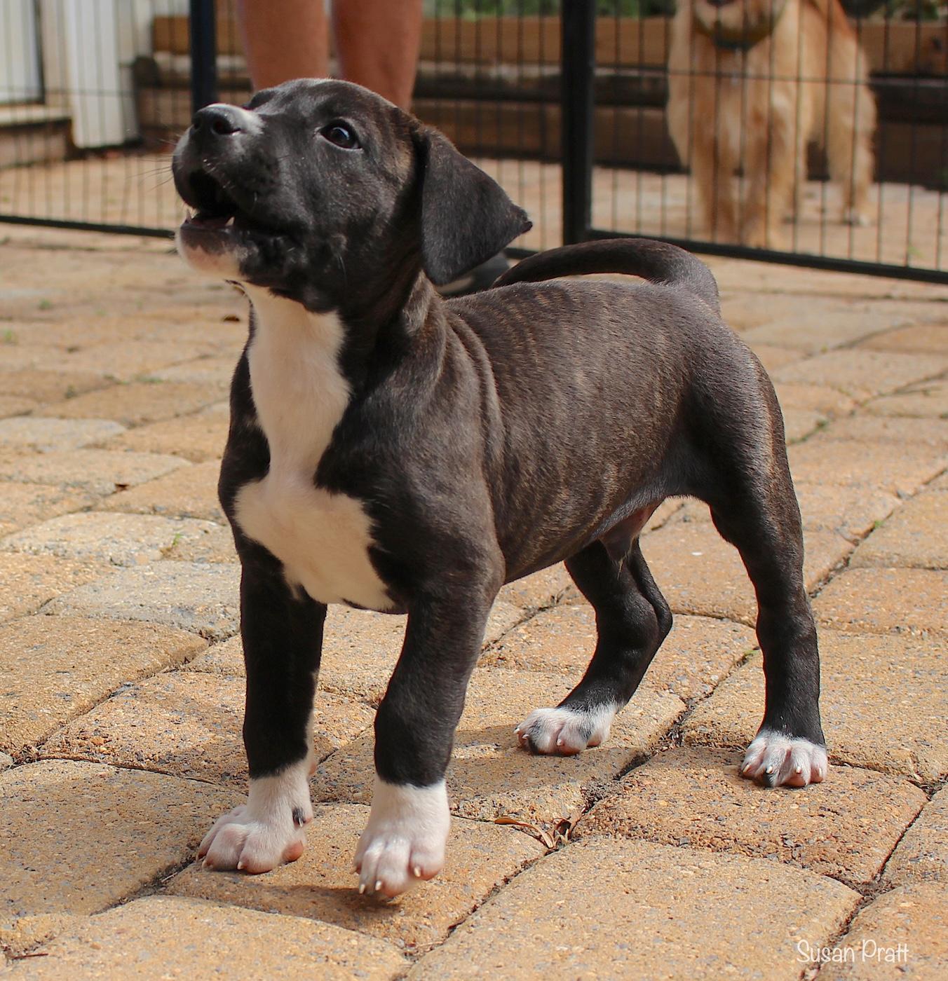 Butch, a ADOPTABLE mixed breed in Bedford, VA image 6/6