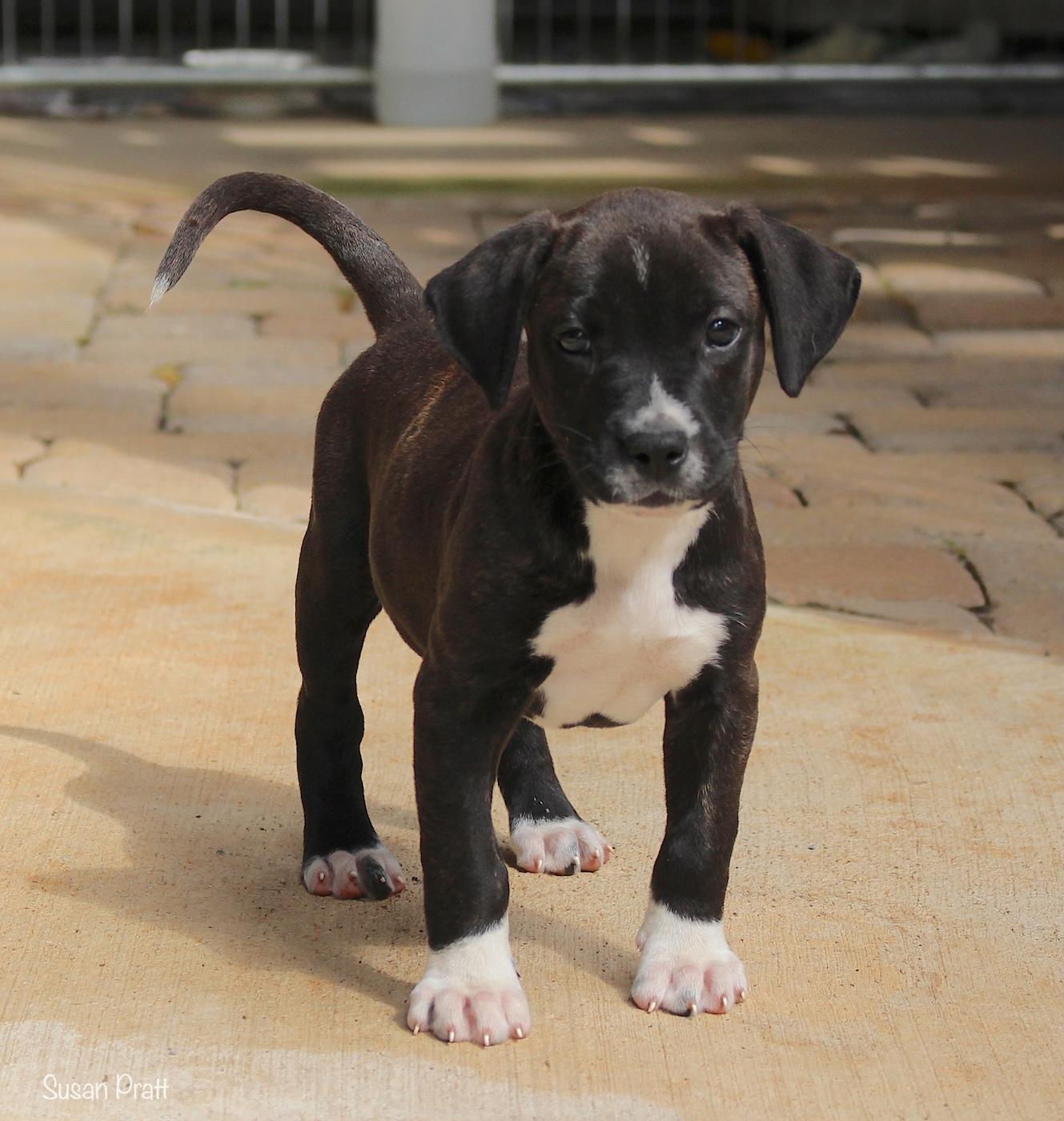 Butch, a ADOPTABLE mixed breed in Bedford, VA image 3/6