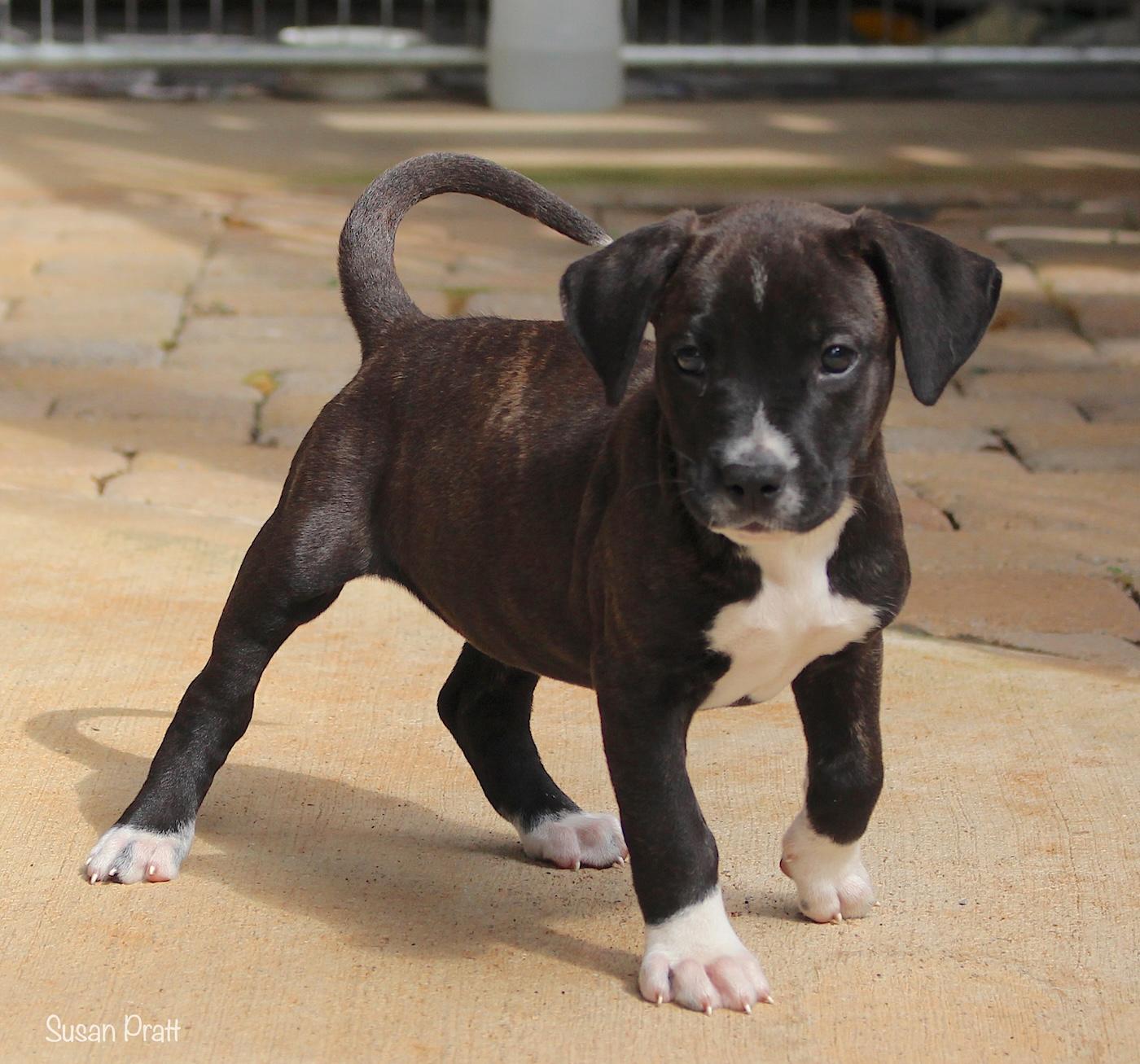 Butch, a ADOPTABLE mixed breed in Bedford, VA image 4/6