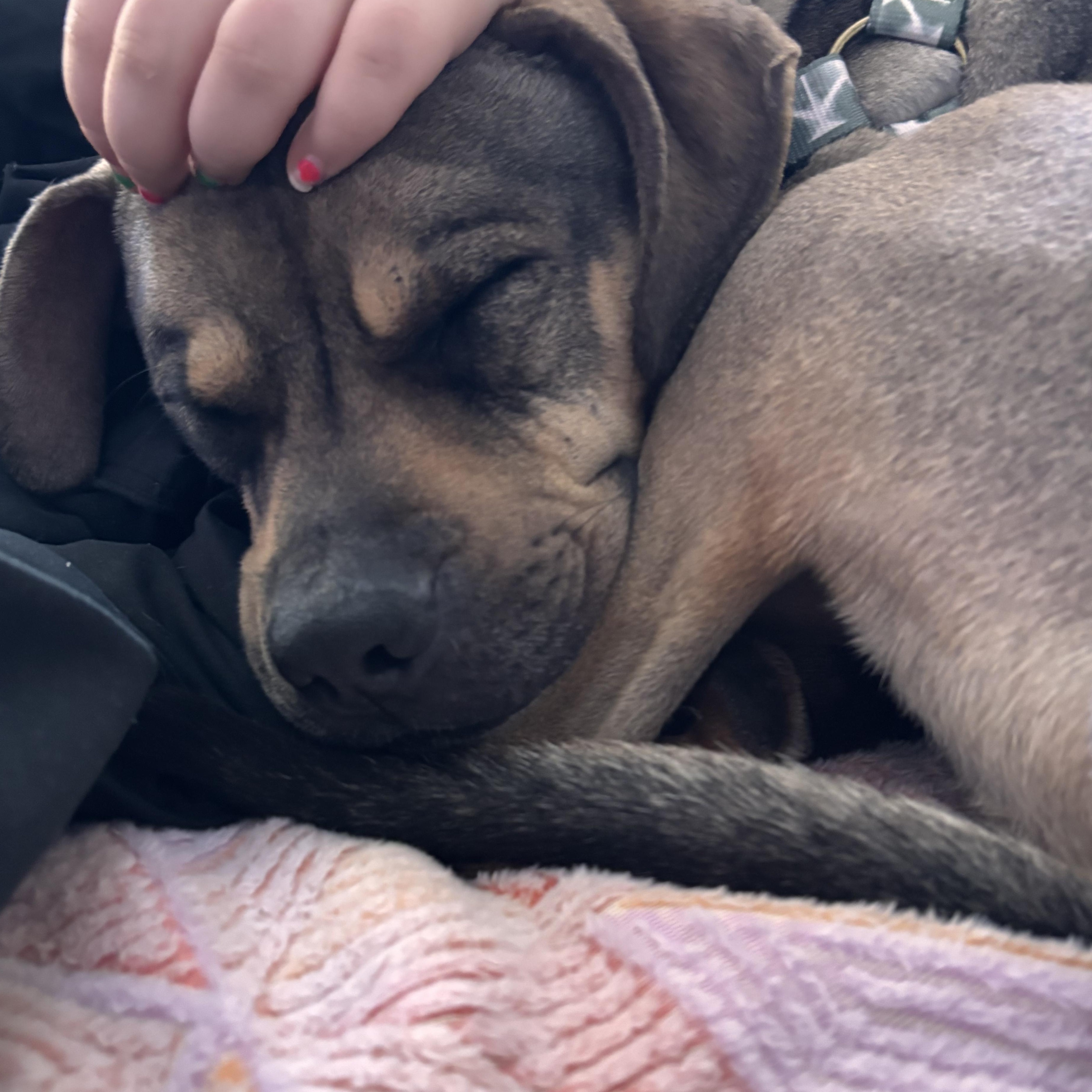 Sonny! Sweetest companion! , Adoptable, Young Male Mixed Breed.