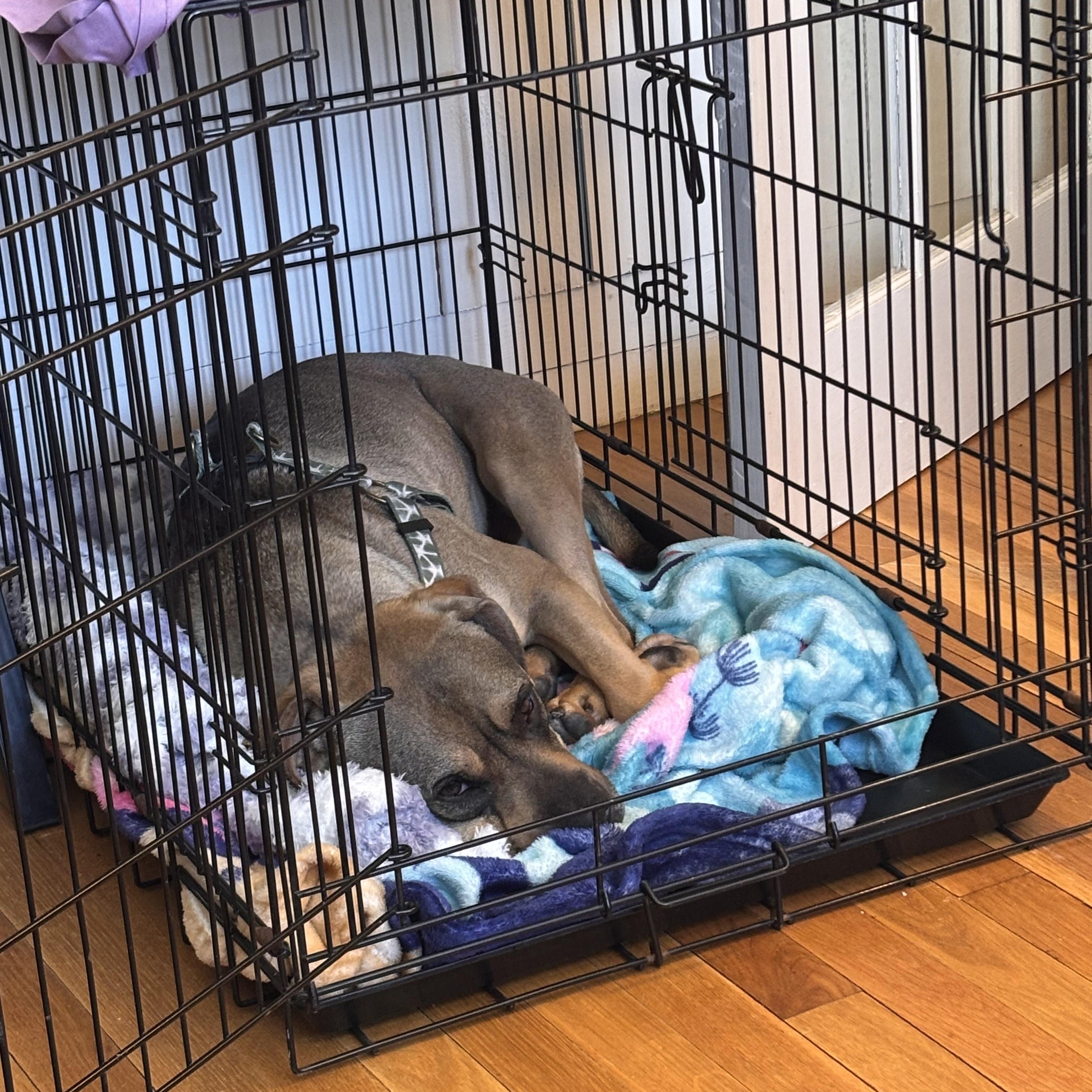 Enlarge Sonny! Sweetest companion! , a Adoptable Mixed Breed in Cambridge, MA image 5/6